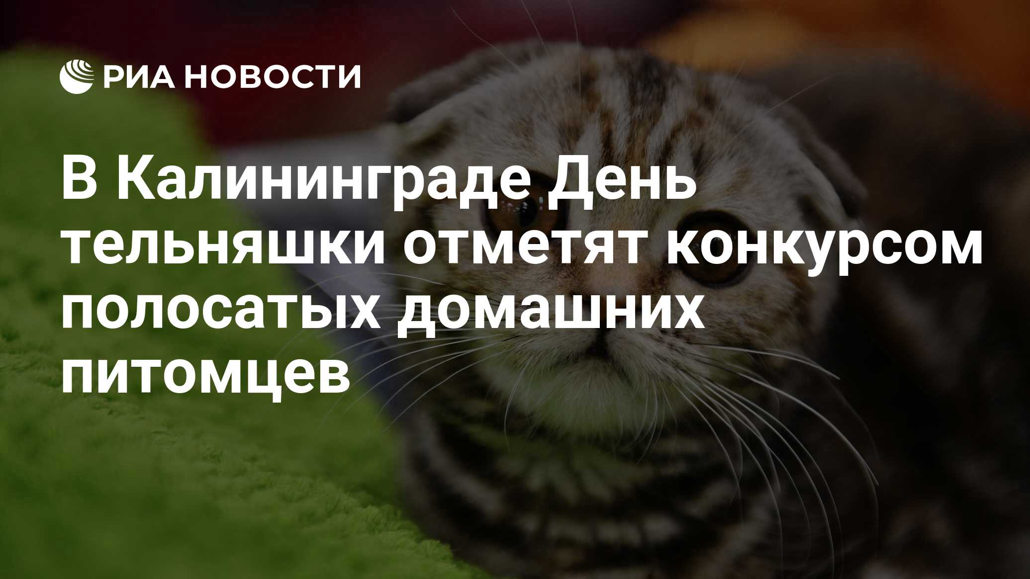 Какие бывают шотландские кошки. Вислоухий шотландец полосатый. Шотландский вислоухий кот полосатый. Шотландская вислоухая ошка. Вислоухий британец полосатый.