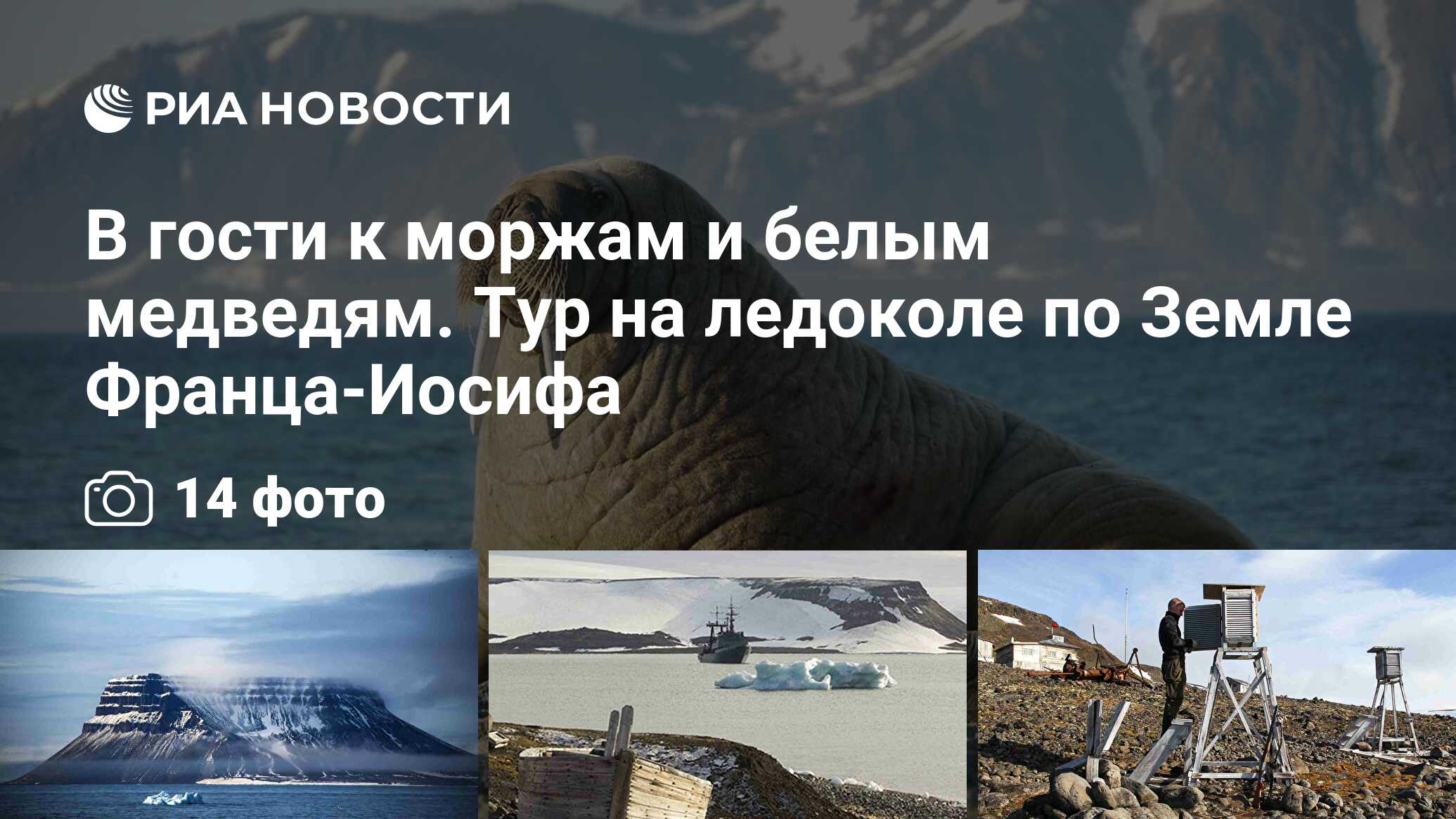 В гости к моржам и белым медведям. Тур на ледоколе по Земле Франца-Иосифа -  РИА Новости, 23.09.2019