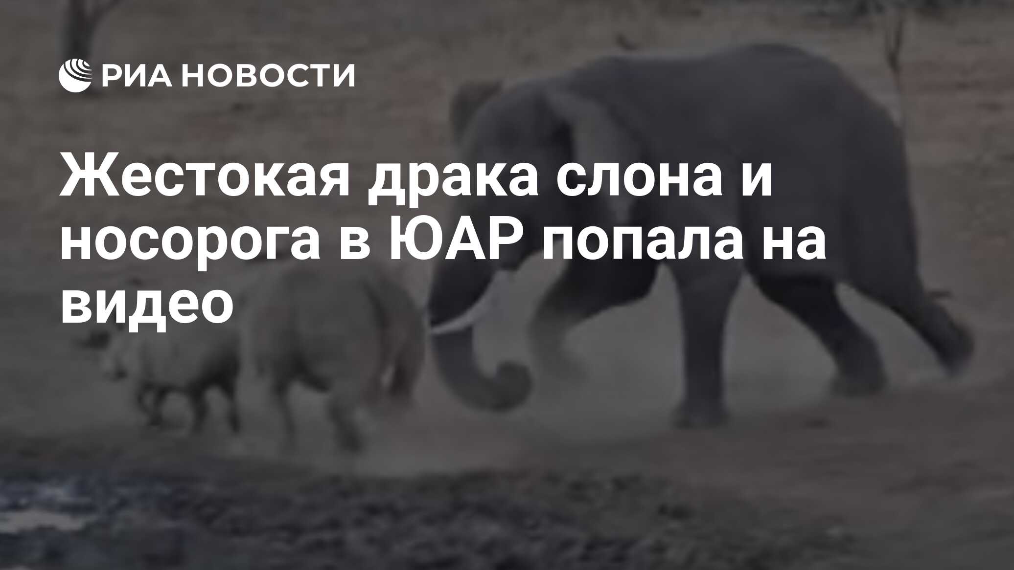 Жестокая драка слона и носорога в ЮАР попала на видео - РИА Новости,  03.09.2019