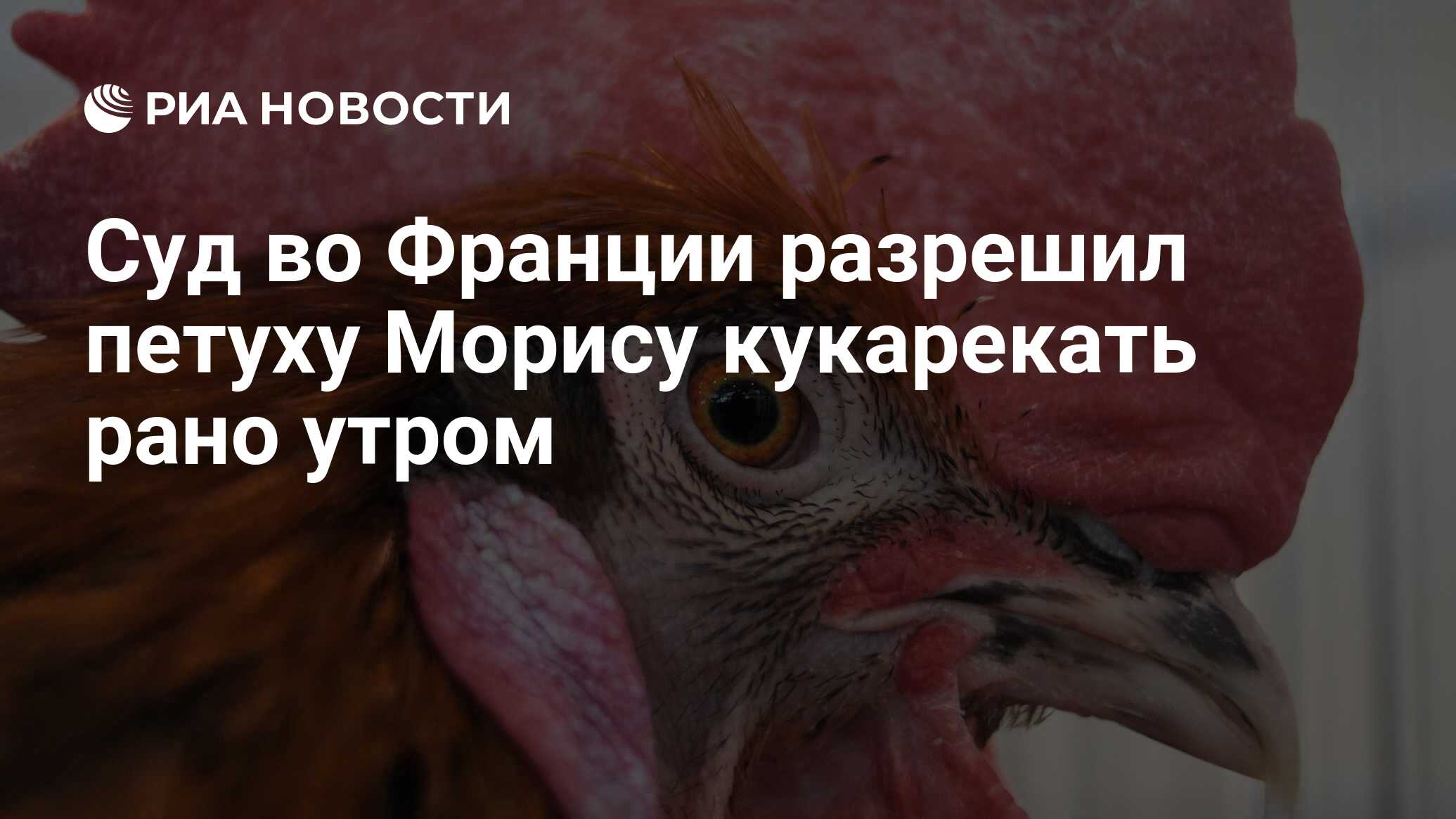 В каком возрасте начинают кукарекать