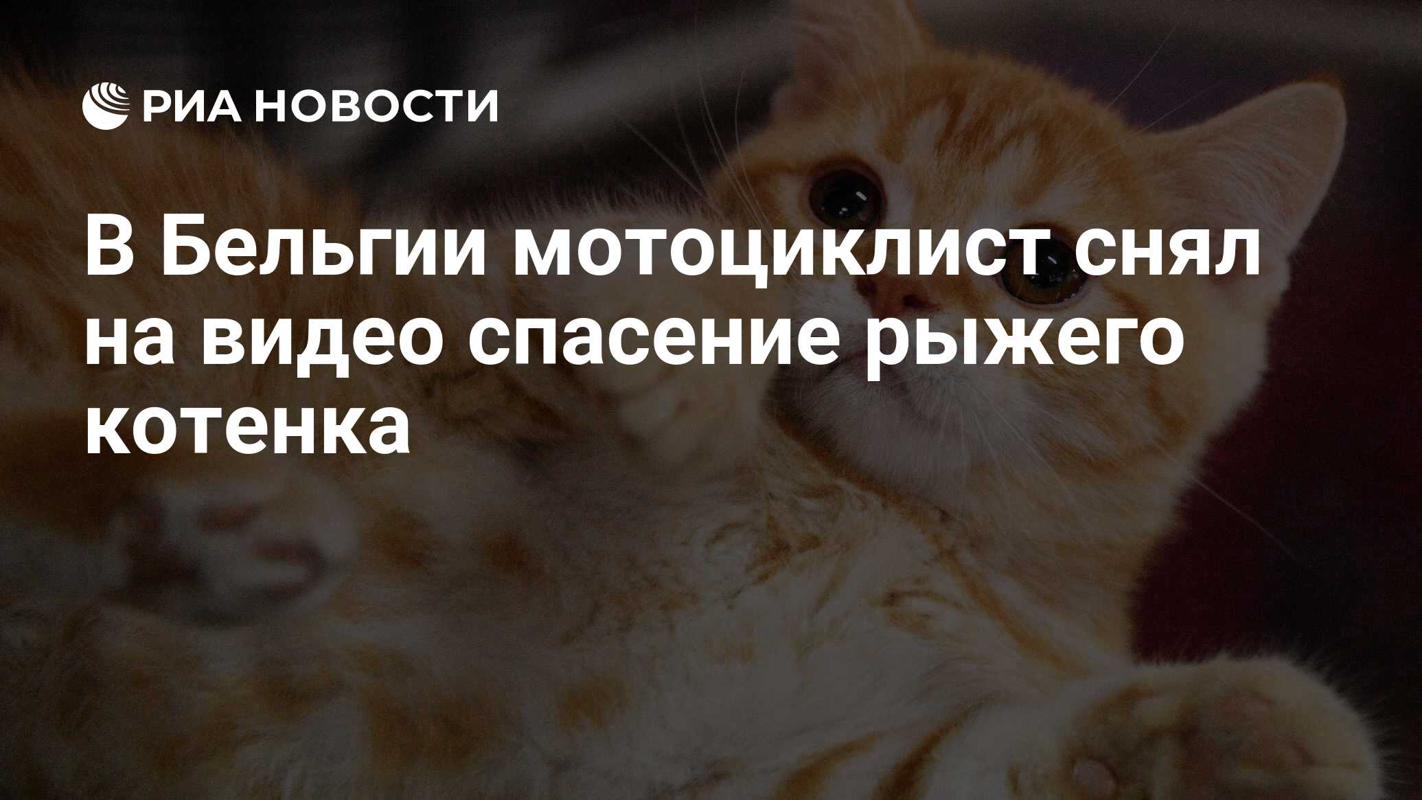 Рыжий кот черкесск ветеринарная Рыжий кот черкесск ветеринарная