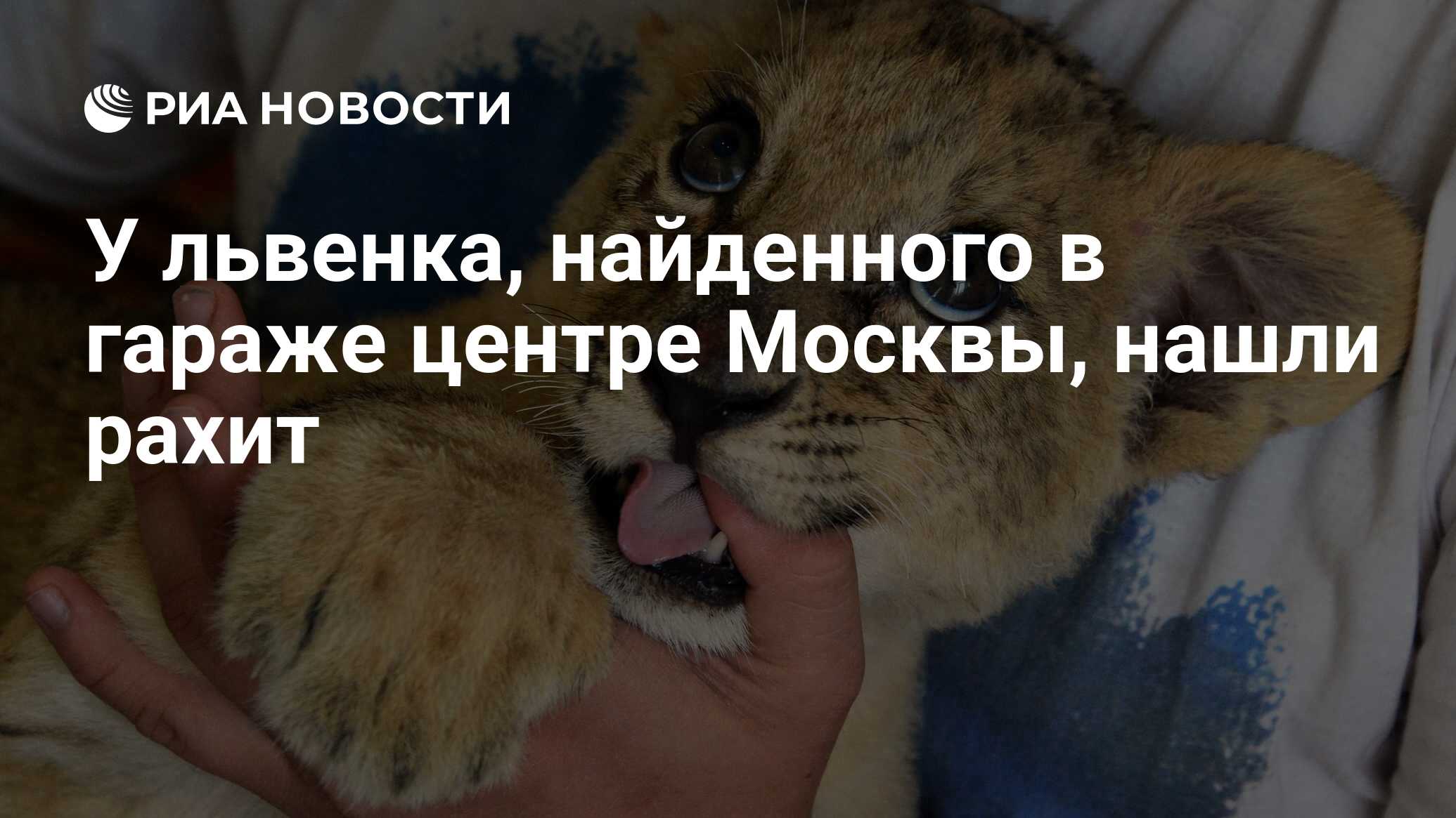 У львенка, найденного в гараже центре Москвы, нашли рахит - РИА Новости,  11.09.2019