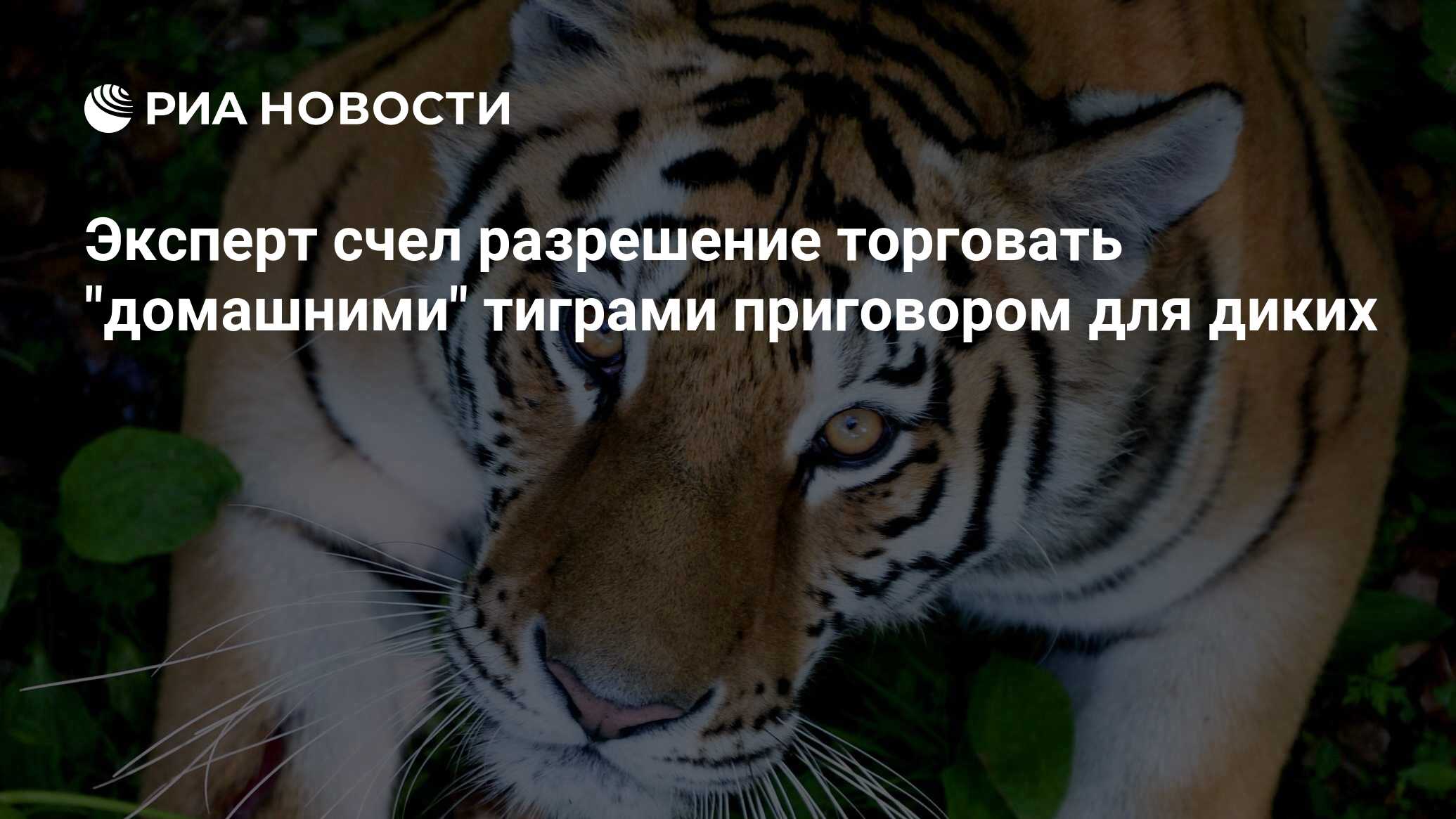 Разрешение торговать &quot;домашними&quot; <b>тиграми</b> в странах Азии с...