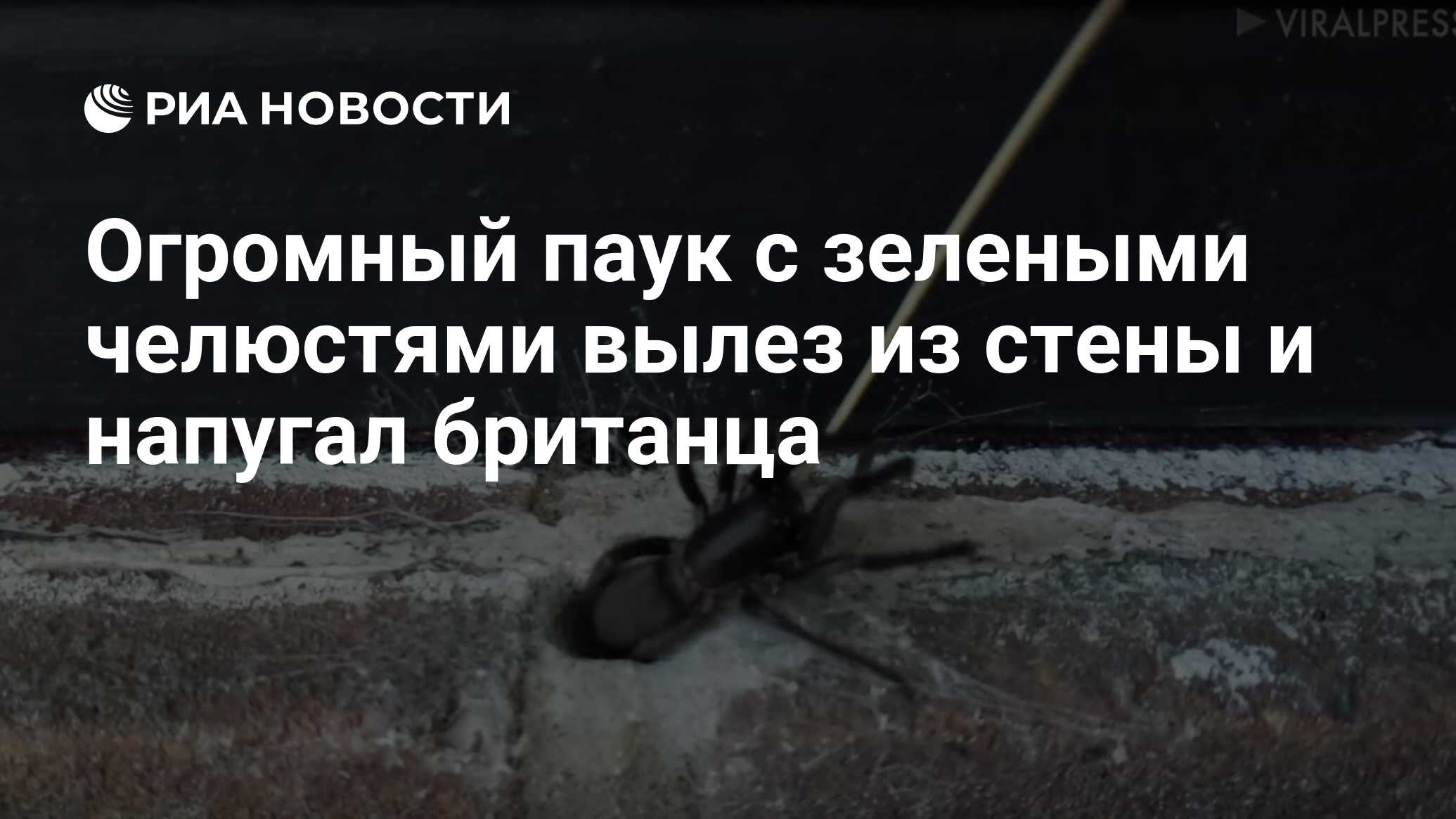 Огромный паук с зелеными челюстями вылез из стены и напугал британца - РИА  Новости, 21.09.2019