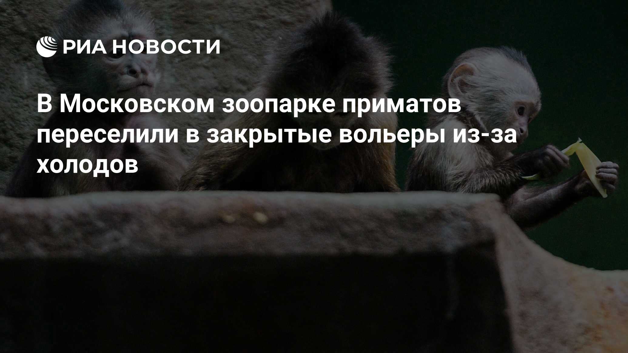 В Московском зоопарке приматов переселили в закрытые вольеры из-за холодов  - РИА Новости, 23.09.2019