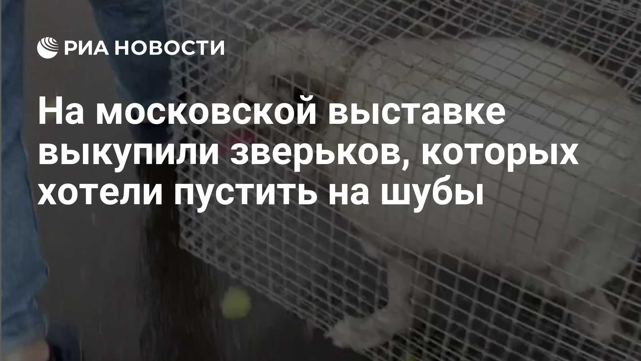 На московской выставке выкупили зверьков, которых хотели пустить на шубы -  РИА Новости, 25.10.2019