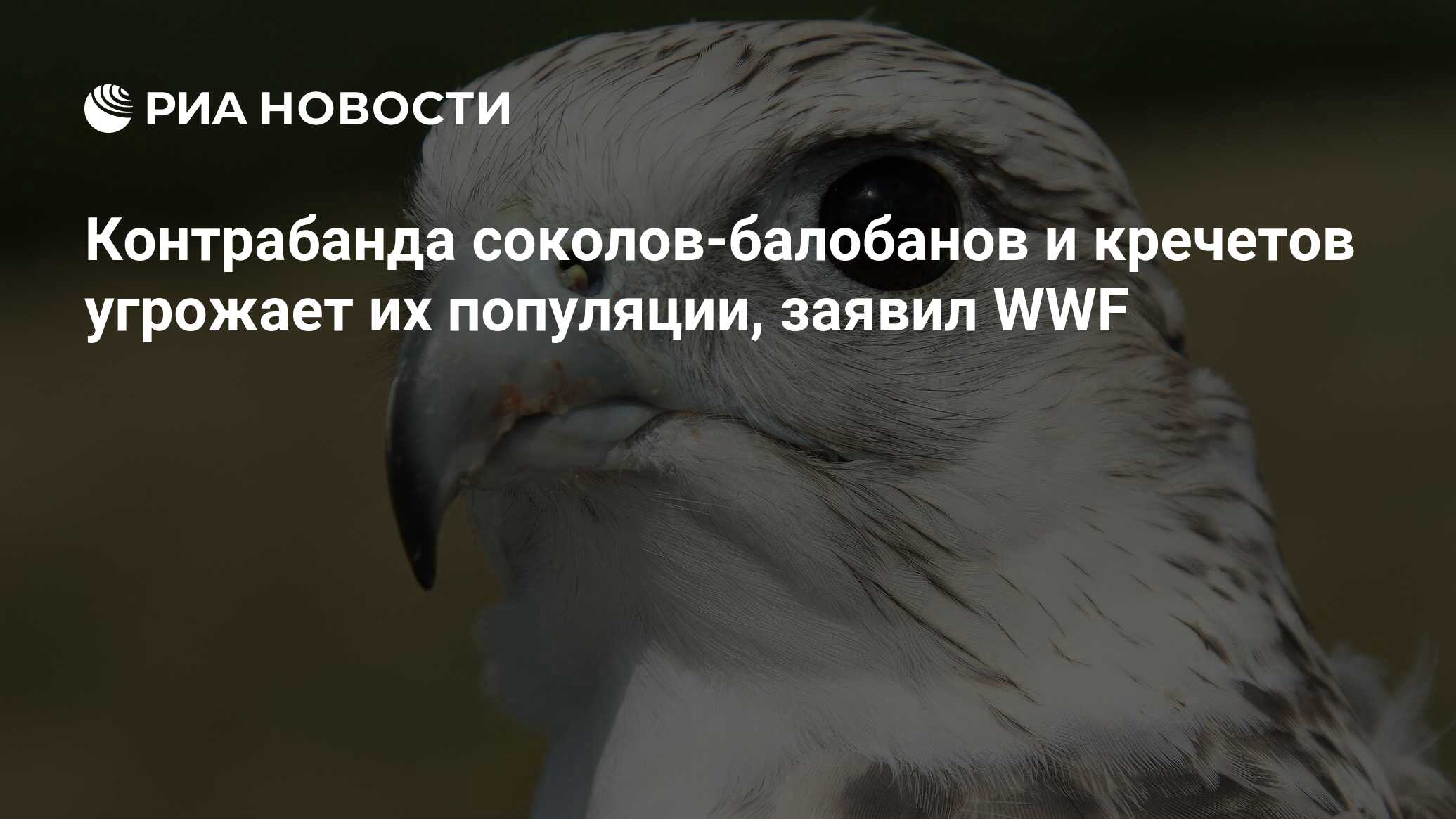 Контрабанда соколов-балобанов и кречетов угрожает их популяции, заявил WWF  - РИА Новости, 03.03.2020