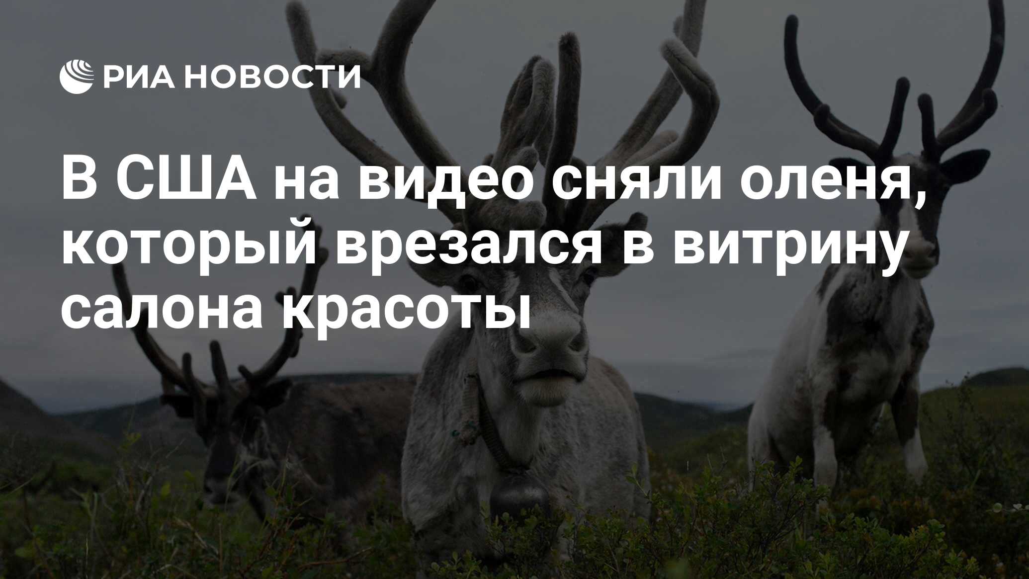 В США на видео сняли оленя, который врезался в витрину салона красоты - РИА  Новости, 02.11.2019