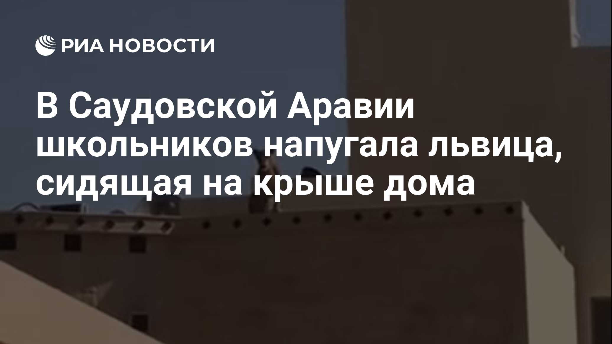 В Саудовской Аравии школьников напугала львица, сидящая на крыше дома - РИА  Новости, 07.11.2019