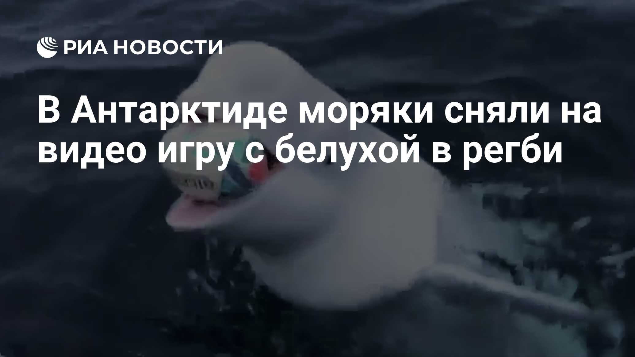 В Антарктиде моряки сняли на видео игру с белухой в регби - РИА Новости,  09.11.2019