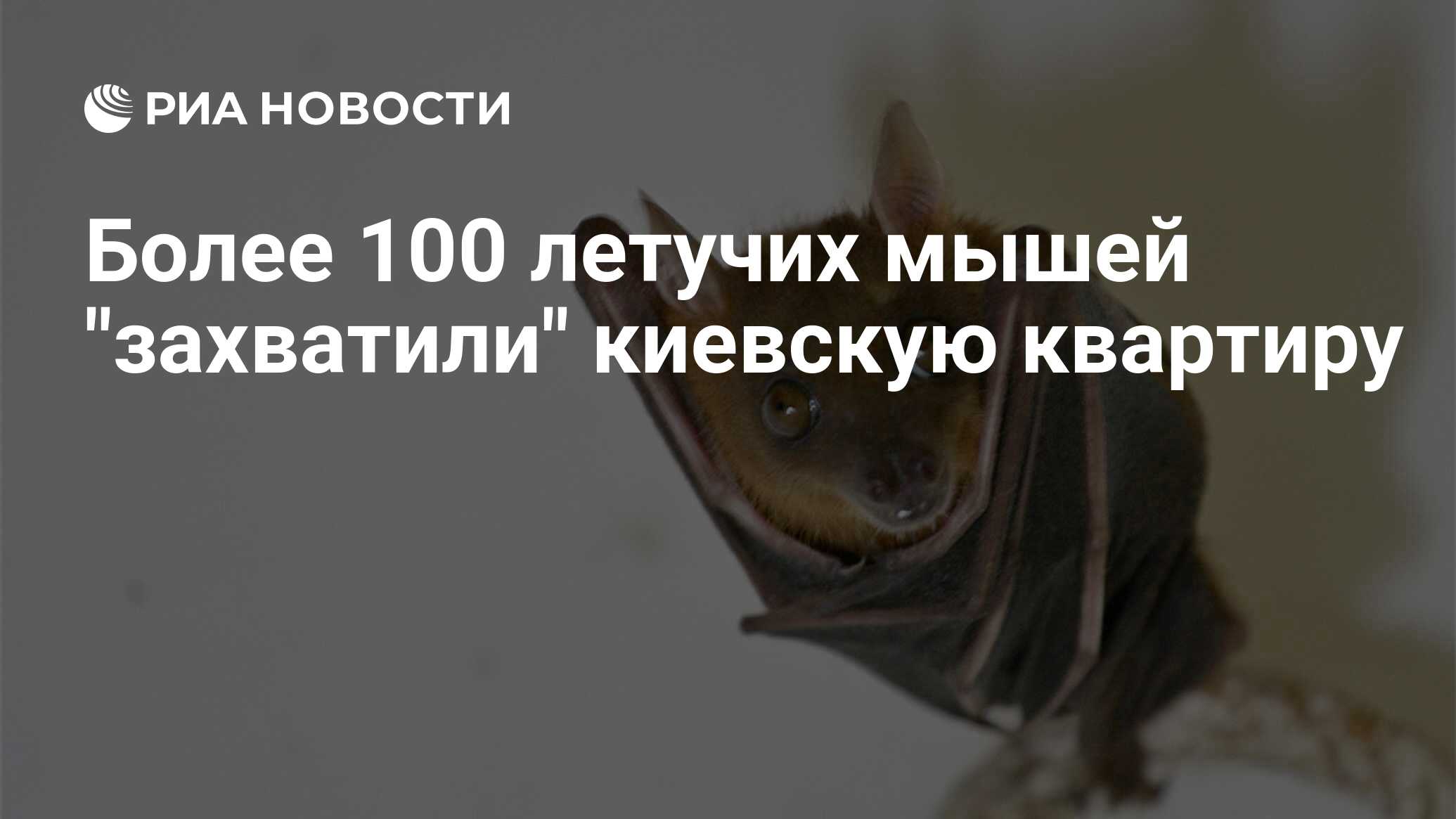 Более 100 летучих мышей 