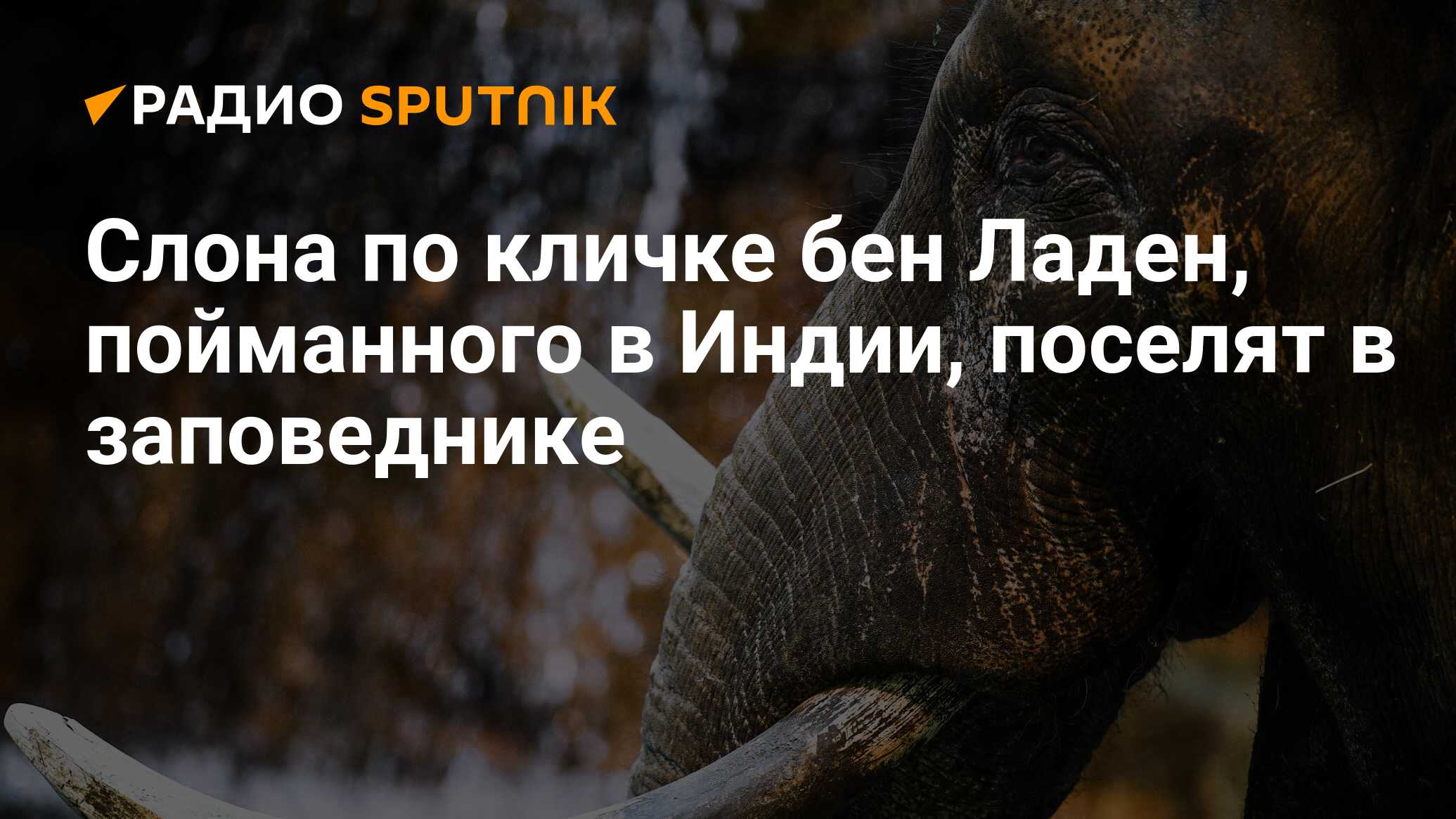 Слона по кличке бен Ладен, пойманного в Индии, поселят в заповеднике -  Радио Sputnik, 12.11.2019