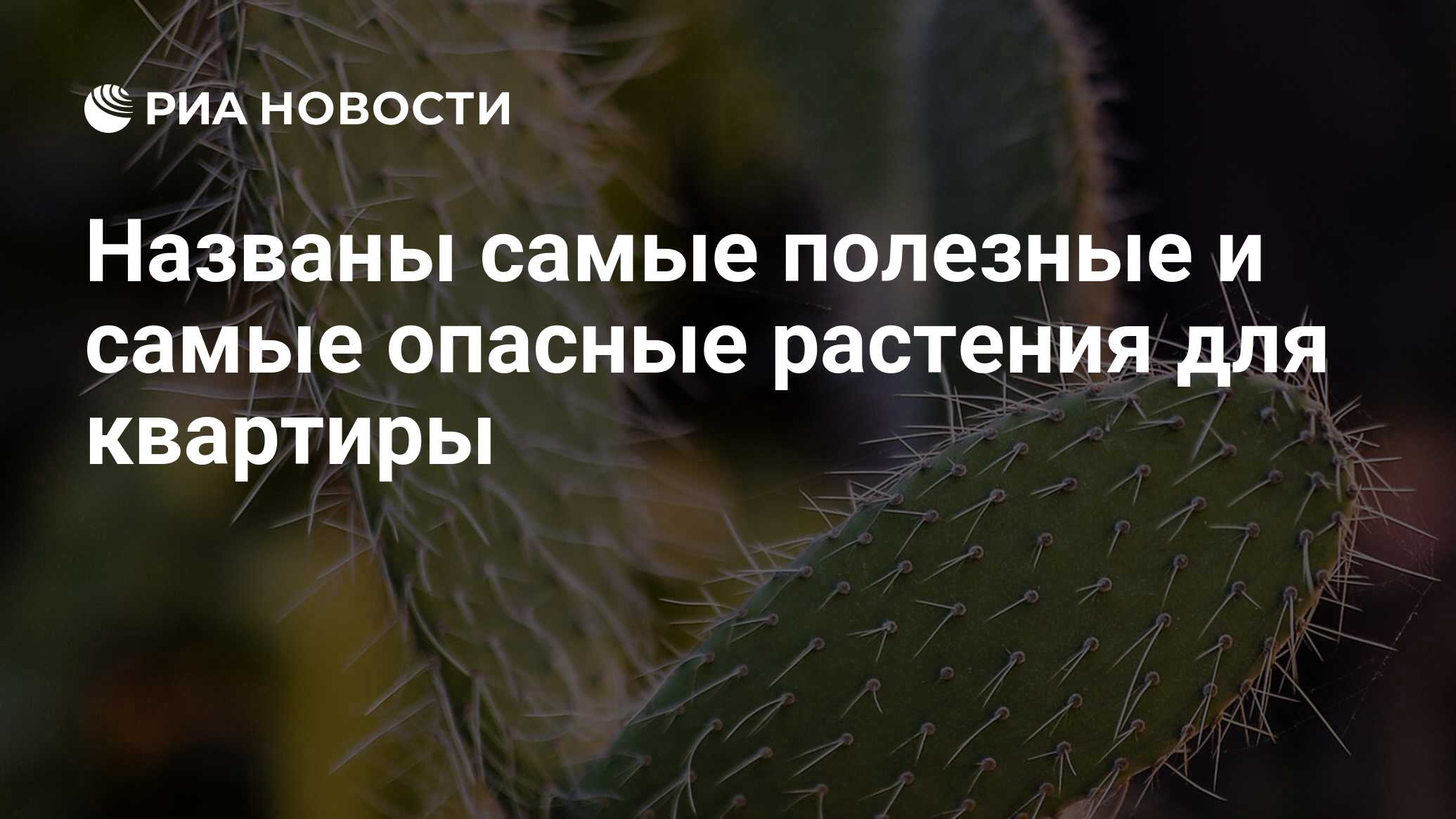 Названы самые полезные и самые опасные растения для квартиры - РИА Новости,  27.04.2022