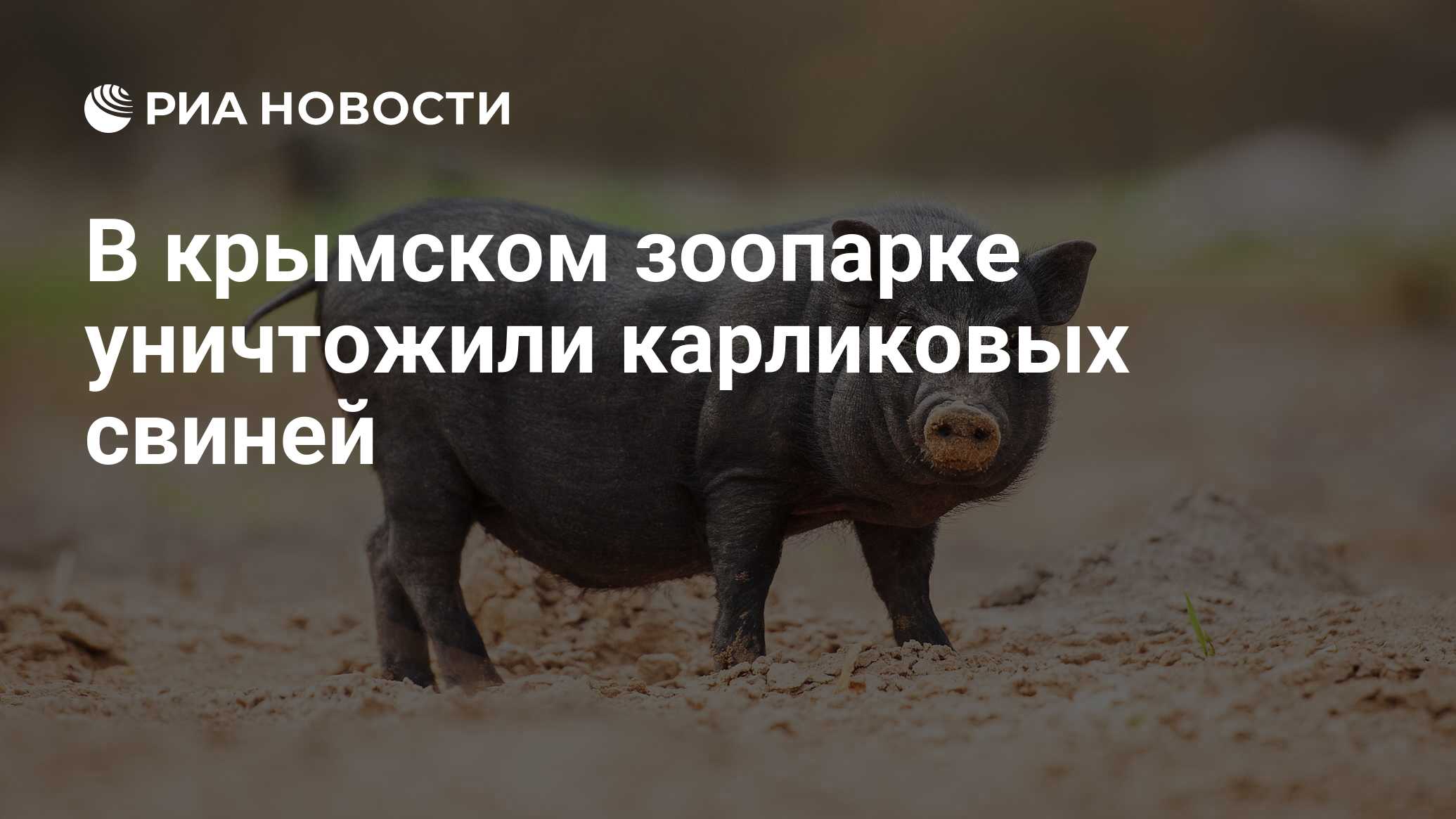 В крымском зоопарке уничтожили карликовых свиней - РИА Новости, 03.03.2020