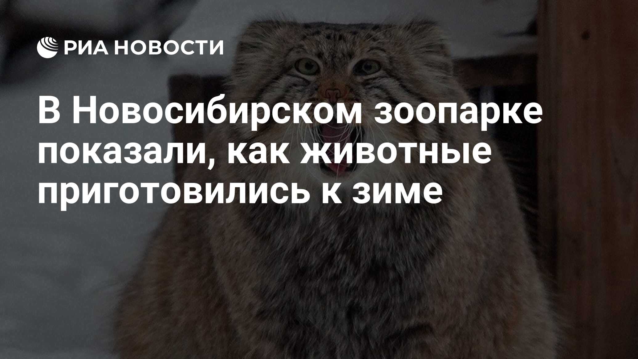 Новосибирский зоопарк зимой