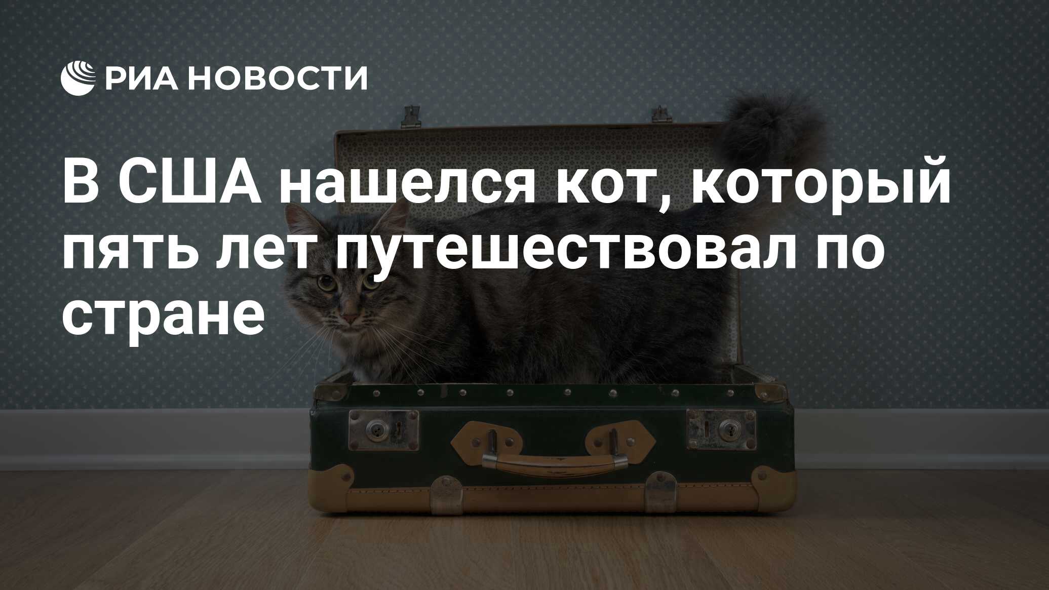 Нашелся кот. Электронный город реклама с котом.