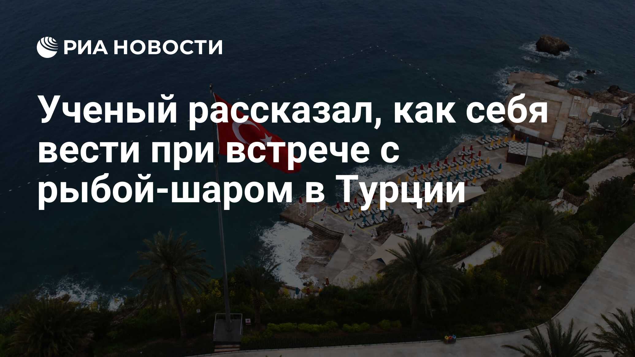 Ученый рассказал, как себя вести при встрече с рыбой-шаром в Турции - РИА  Новости, 22.11.2019