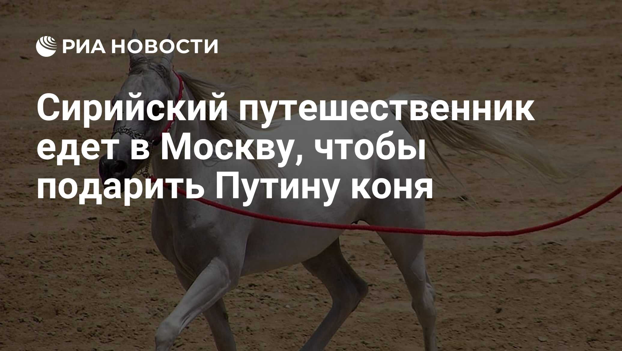Ебет лошадь Сирийский путешественник едет в Москву, чтобы подарить Путину коня - РИА  Новости, 03.03.2020