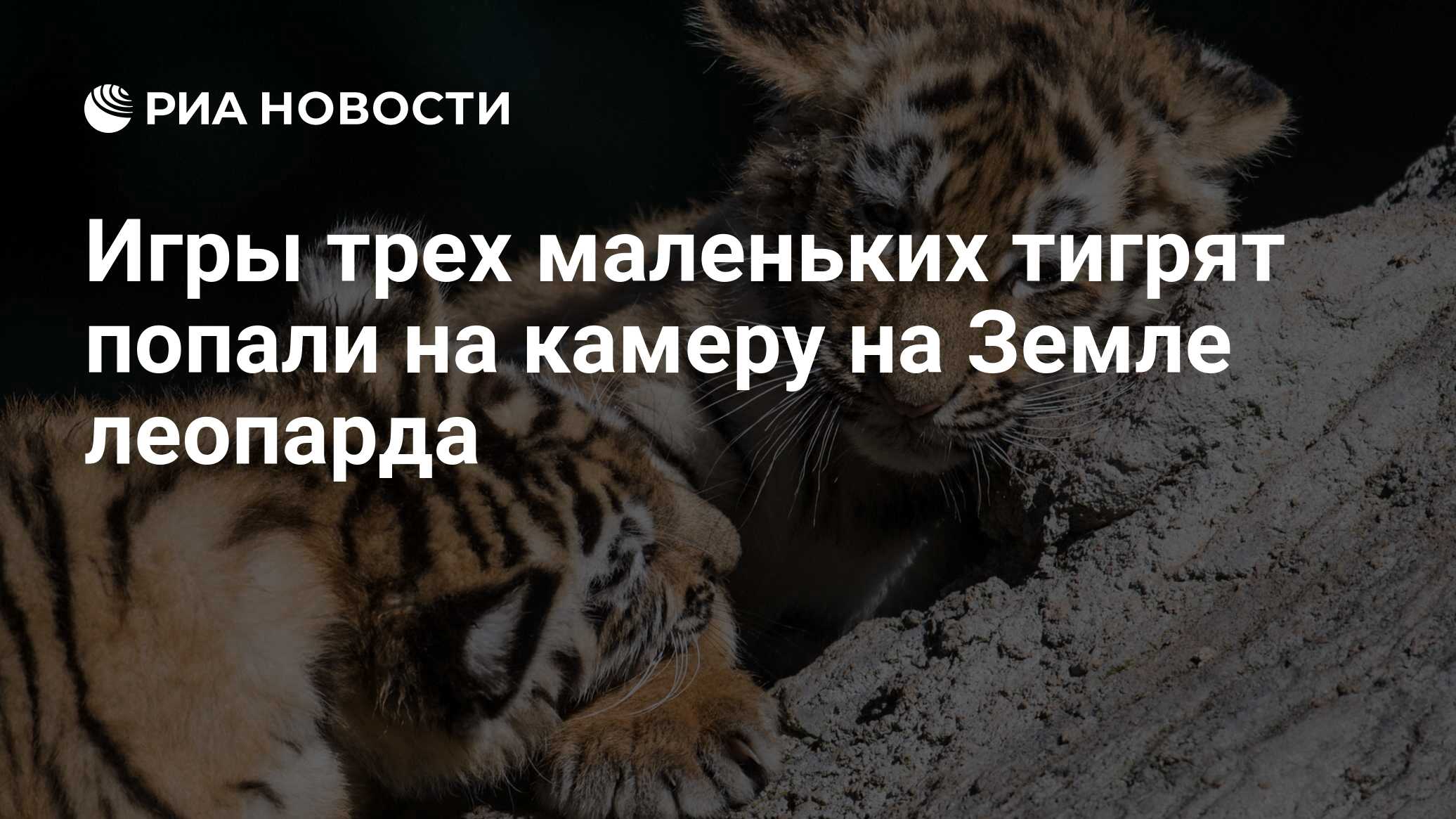 Игры трех маленьких тигрят попали на камеру на Земле леопарда - РИА  Новости, 05.12.2019