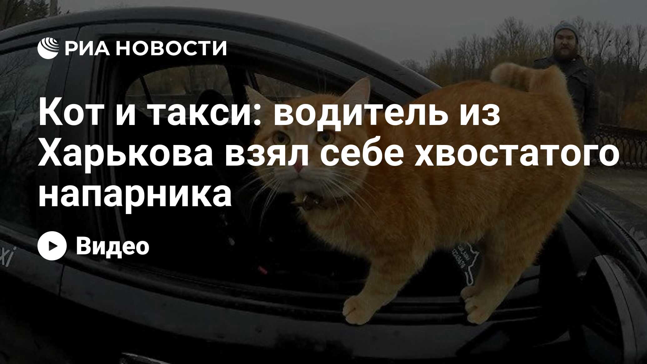 Кот и такси: водитель из Харькова взял себе хвостатого напарника - РИА  Новости, 05.12.2019