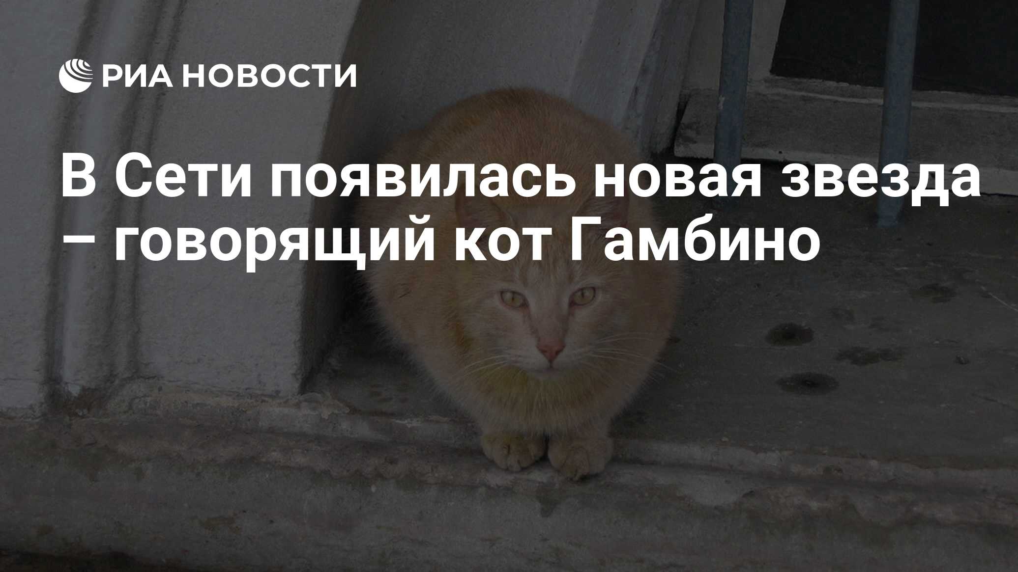 В Сети появилась новая звезда – говорящий кот Гамбино - РИА Новости,  06.12.2019