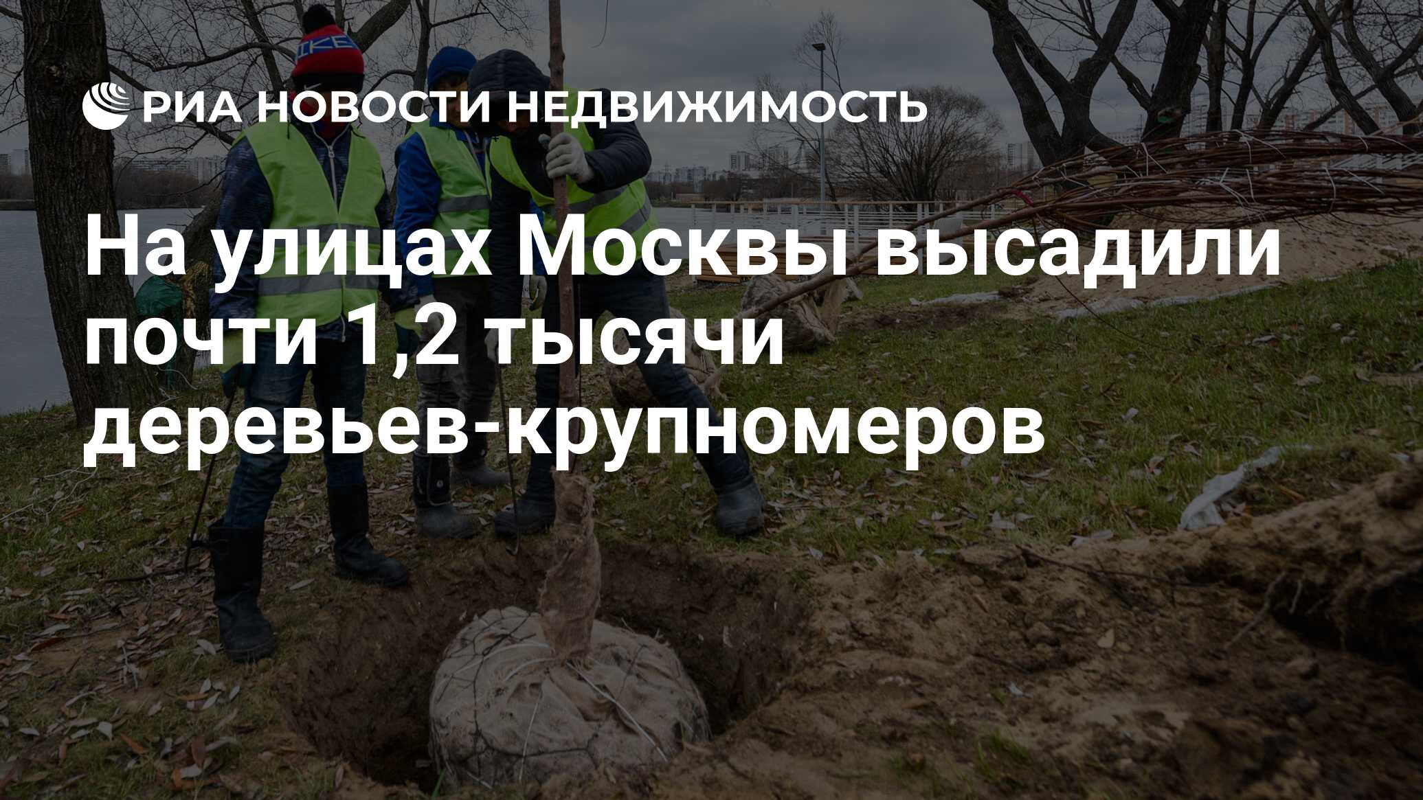 На улицах Москвы высадили почти 1,2 тысячи деревьев-крупномеров -  Недвижимость РИА Новости, 09.12.2019