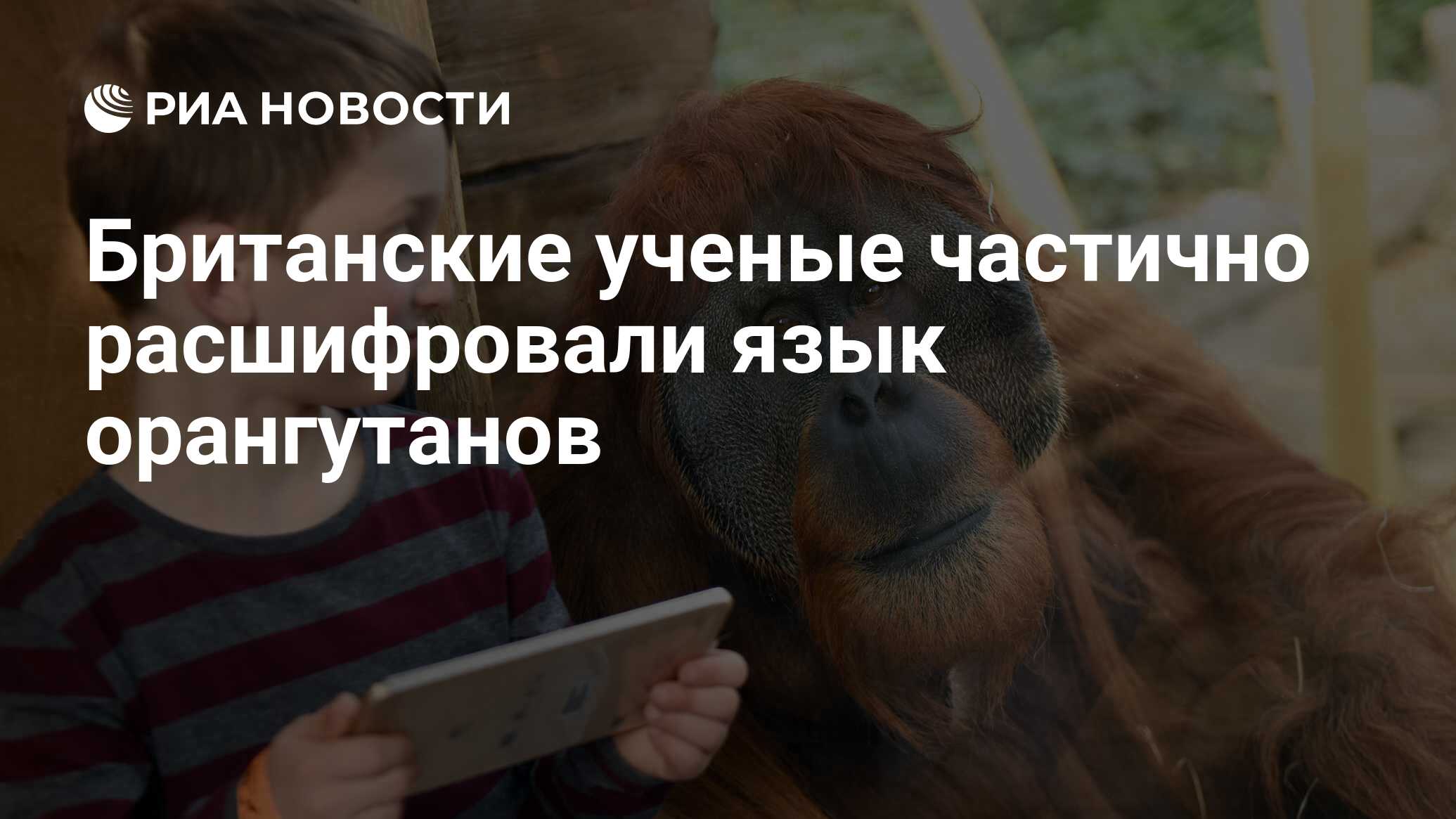 Британские ученые частично расшифровали язык орангутанов - РИА Новости,  11.12.2019