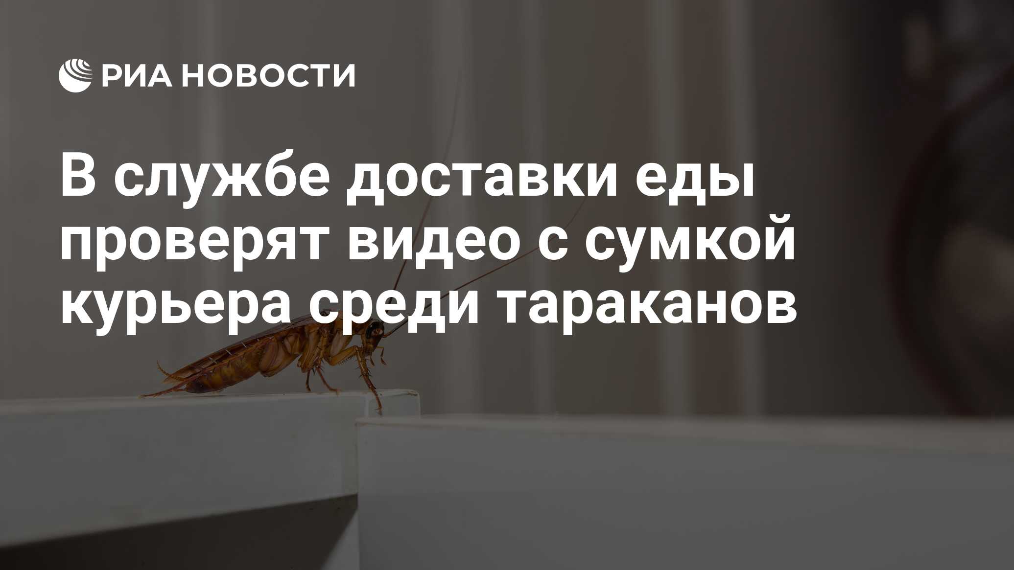 В службе доставки еды проверят видео с сумкой курьера среди тараканов - РИА  Новости, 13.12.2019