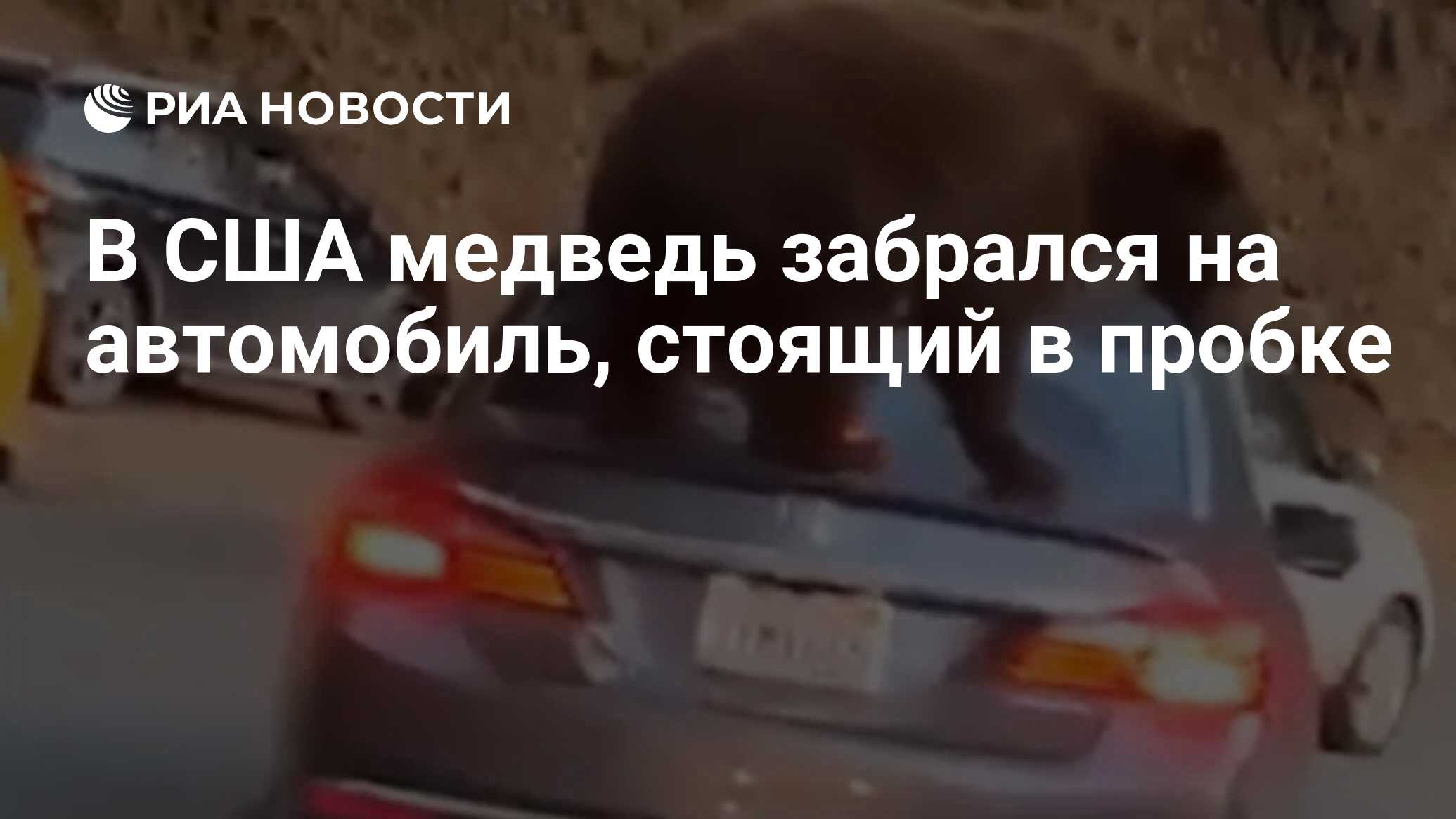 В США медведь забрался на автомобиль, стоящий в пробке - РИА Новости,  18.12.2019