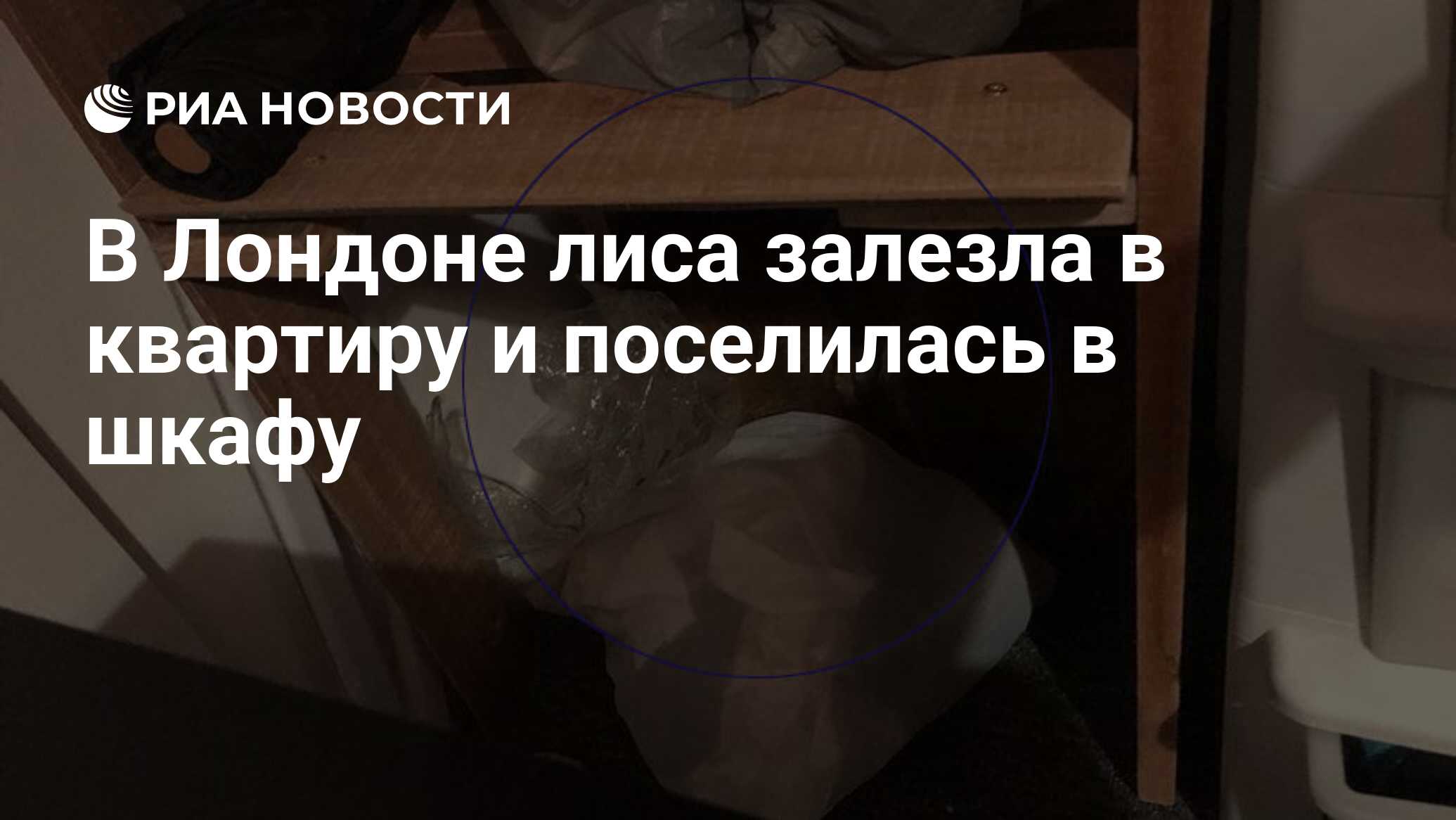 В Лондоне лиса залезла в квартиру и поселилась в шкафу - РИА Новости,  21.12.2019