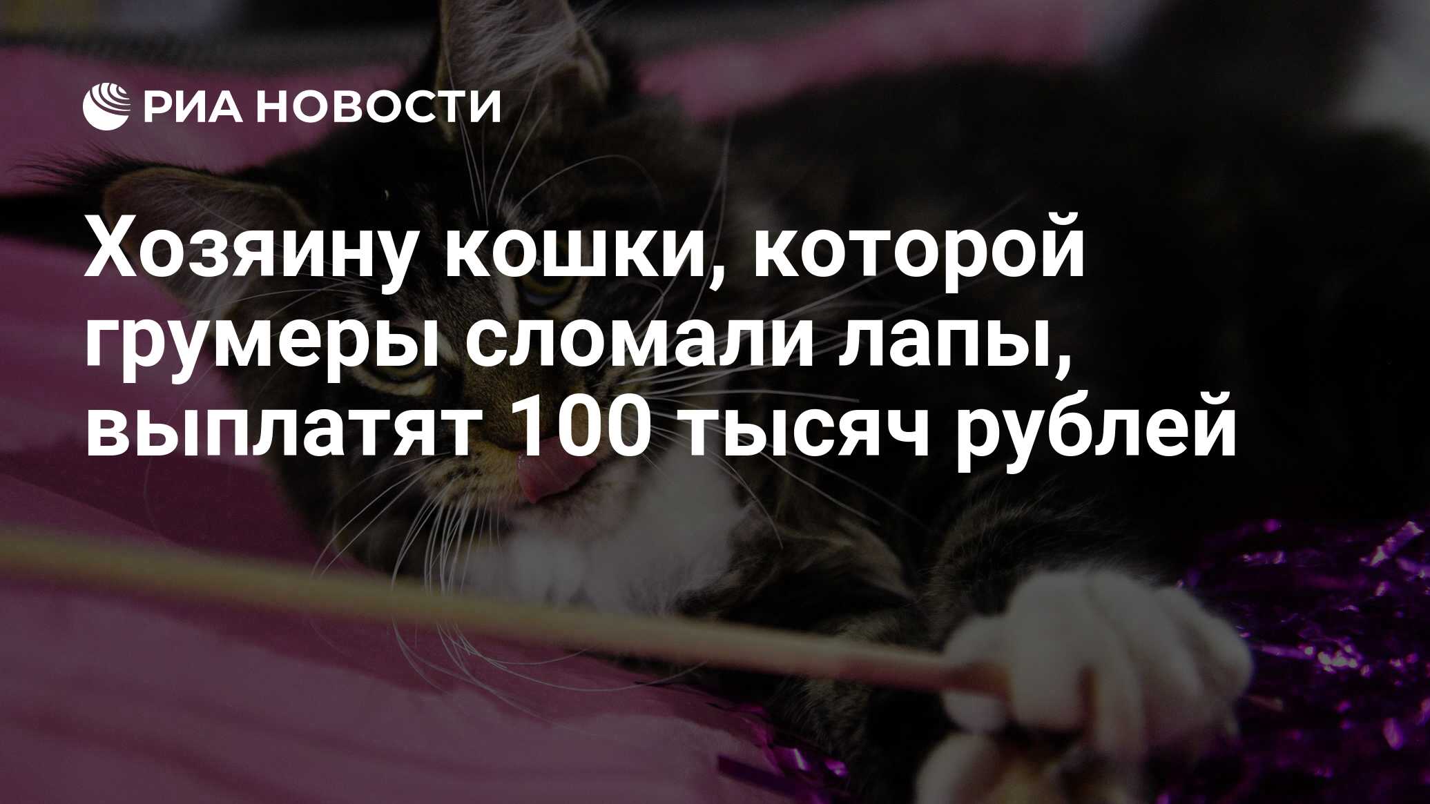 Владелец кошек. Завещание кошки хозяину. Вопросы которые задают владельцам кошек.