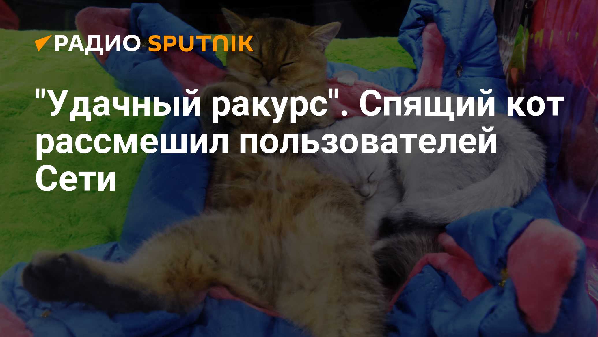 Включи кота радио