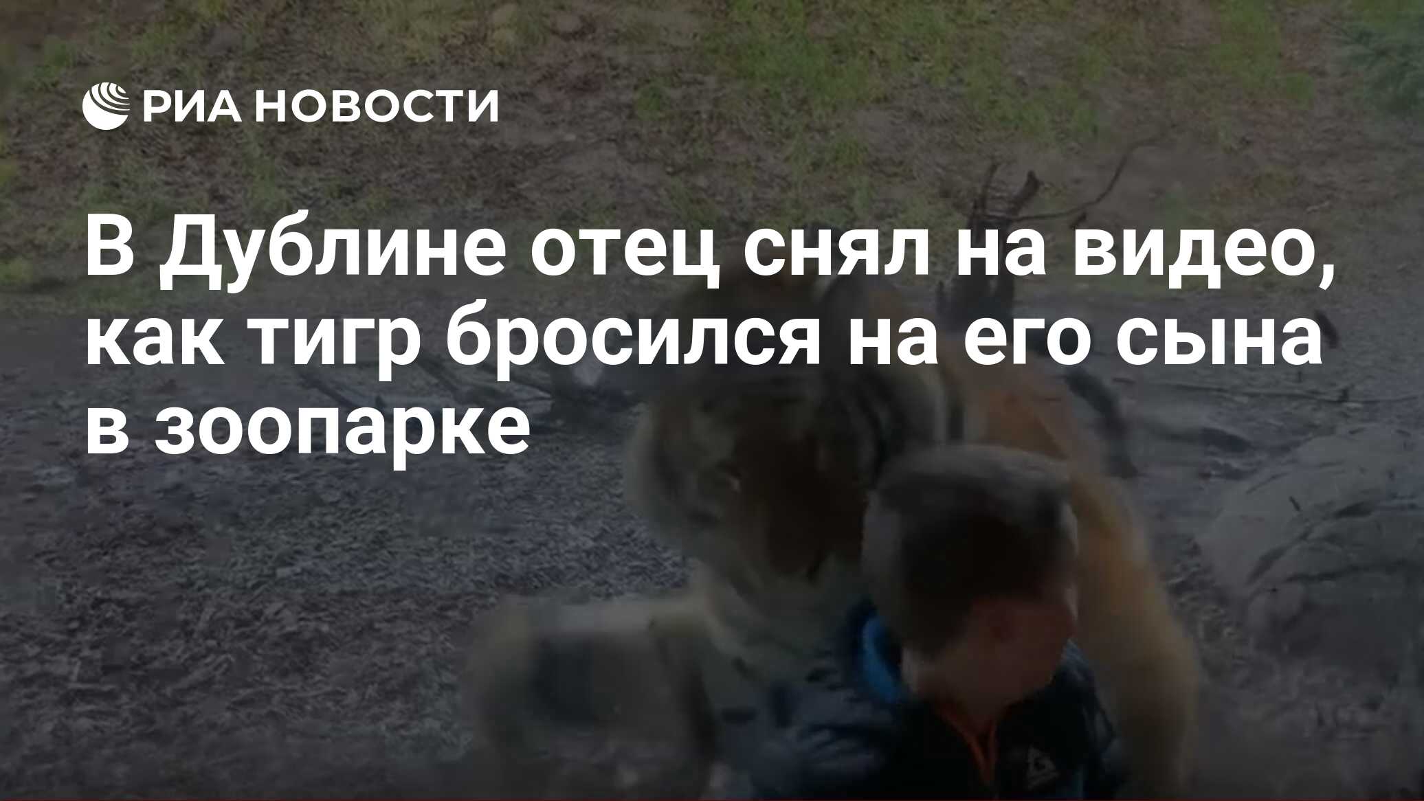 В Дублине отец снял на видео, как тигр бросился на его сына в зоопарке -  РИА Новости, 24.12.2019