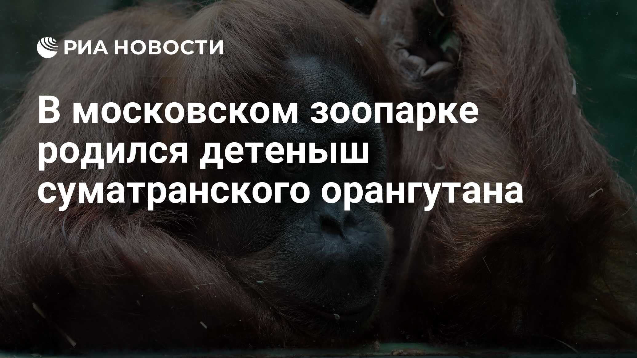 В московском зоопарке родился детеныш суматранского орангутана - РИА  Новости, 25.12.2019