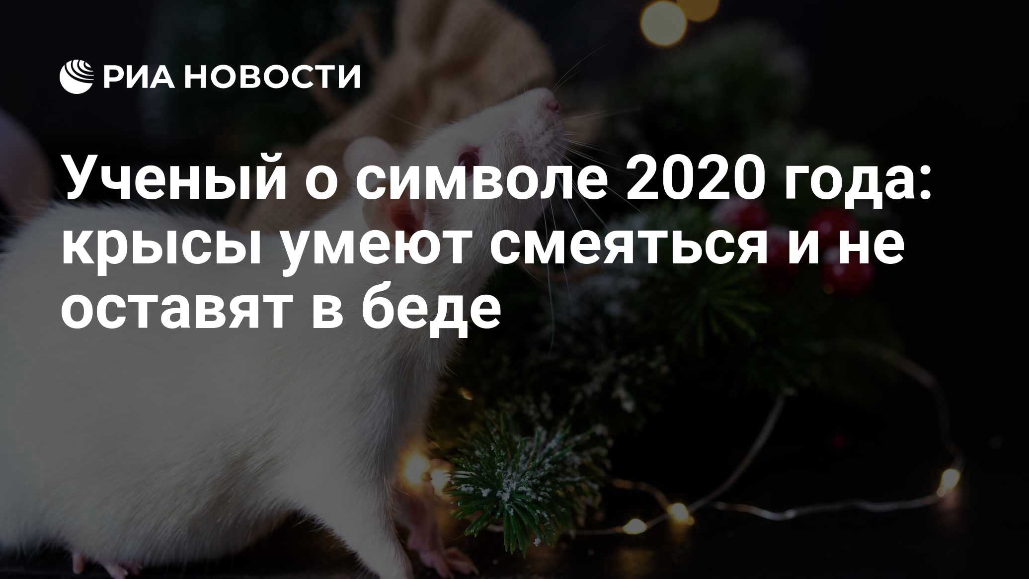 Ученый о символе 2020 года: крысы умеют смеяться и не оставят в беде - РИА  Новости, 03.03.2020