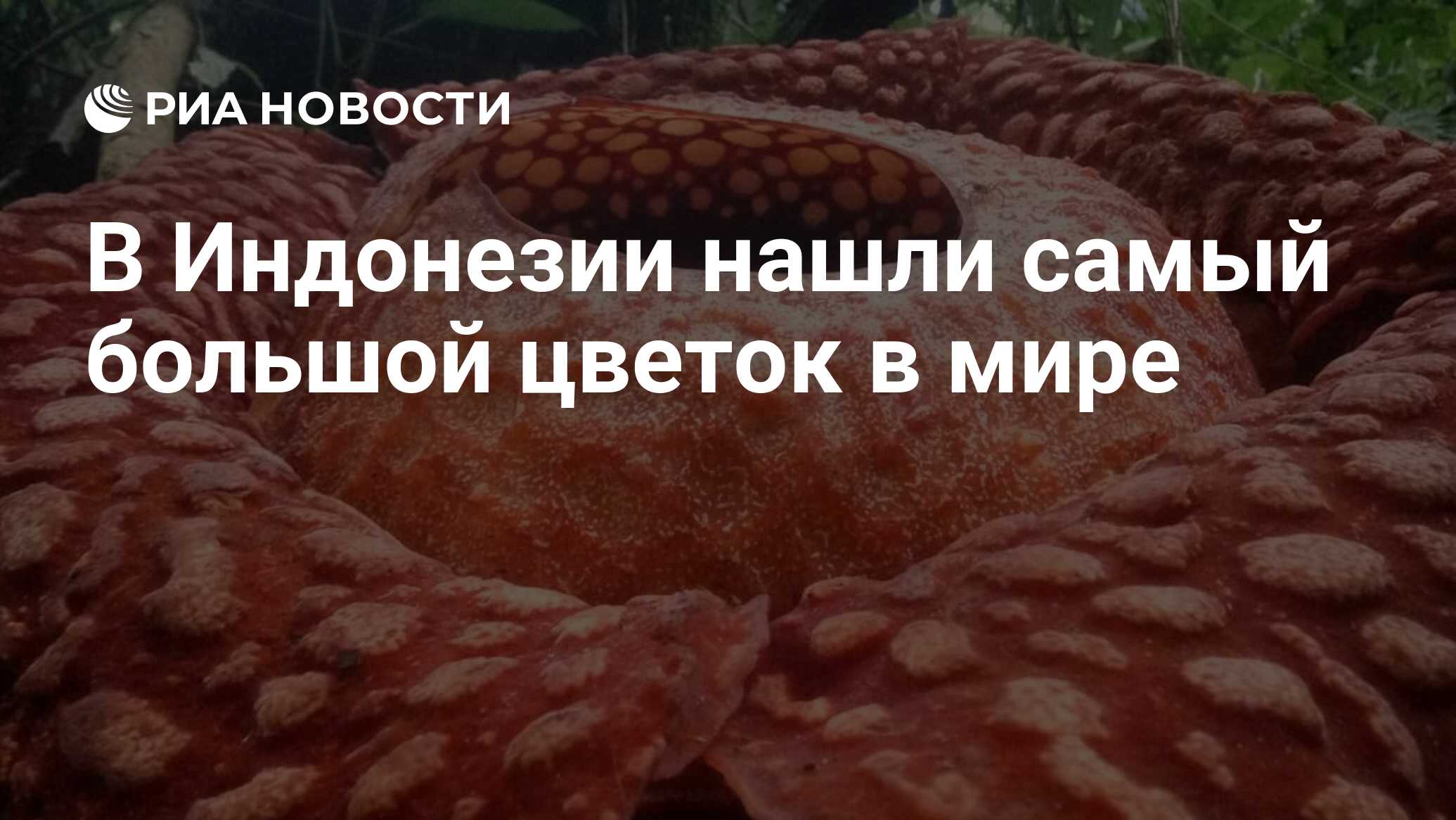 Самое большое растение в мире. Раффлезия самые крупные цветки в мире. Раффлезия Гули. Индонезийская раффлезия. Самый огромный цветок в мире паразит.