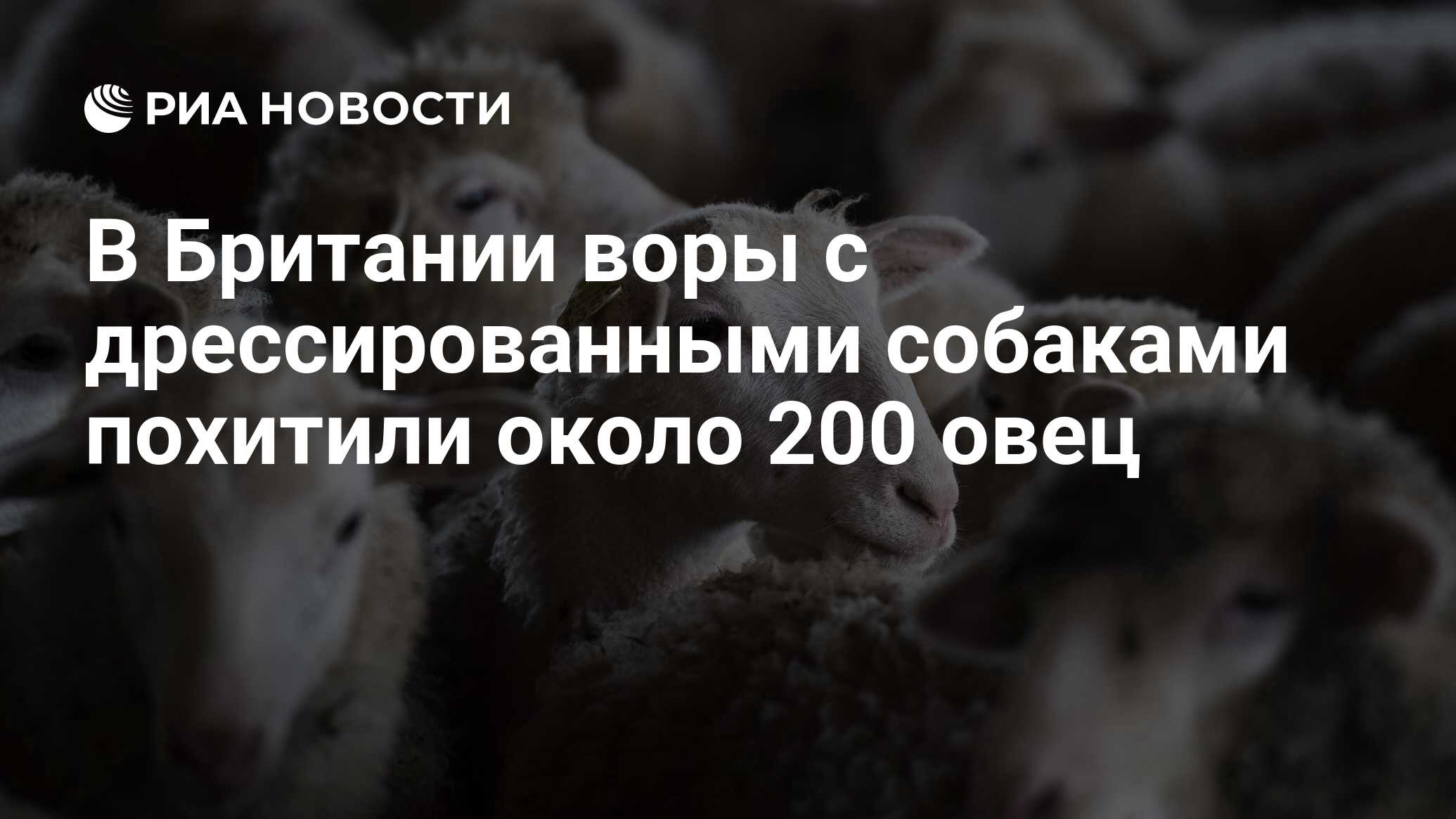 200 овец. 200 овец