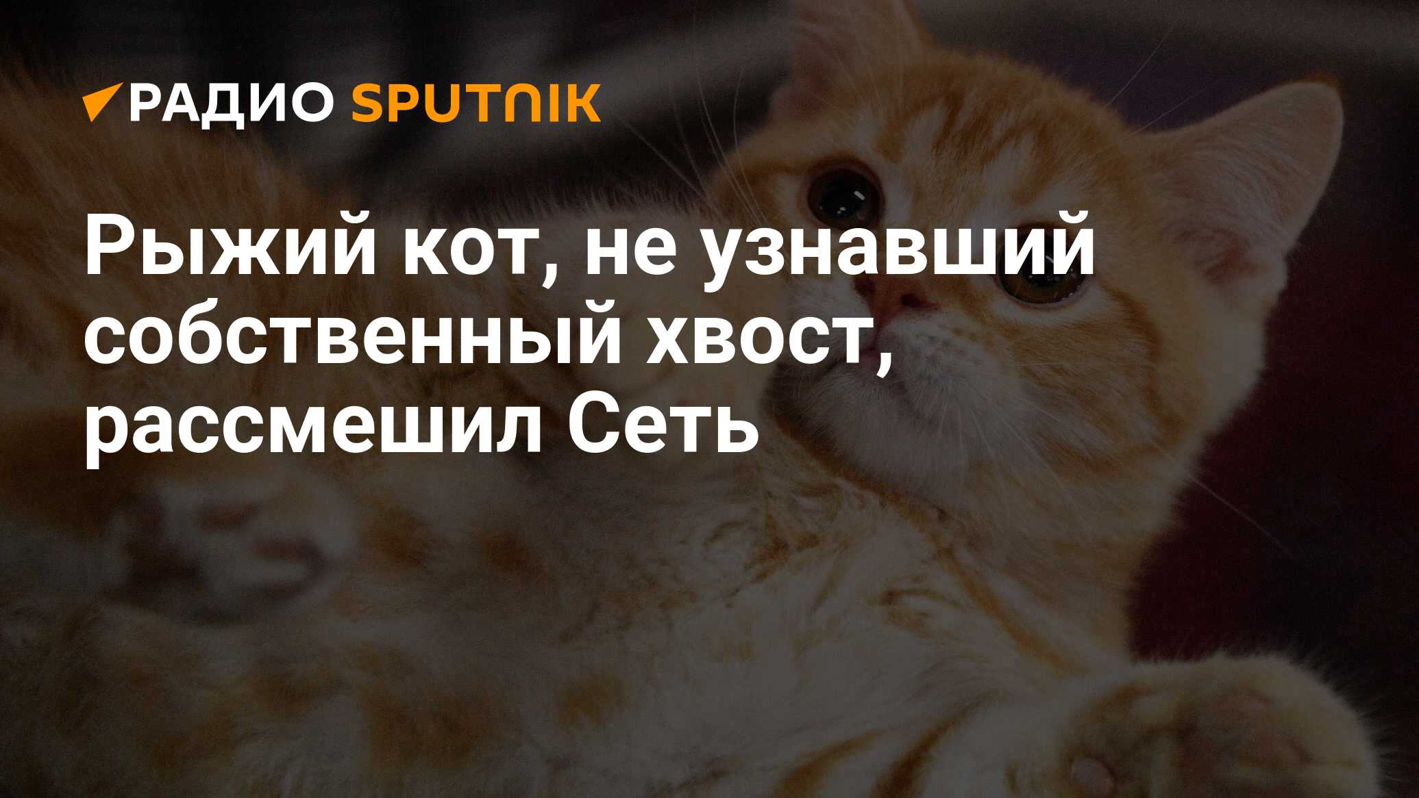 Рыжий кот, не узнавший собственный хвост, рассмешил Сеть - Радио Sputnik,  10.01.2020