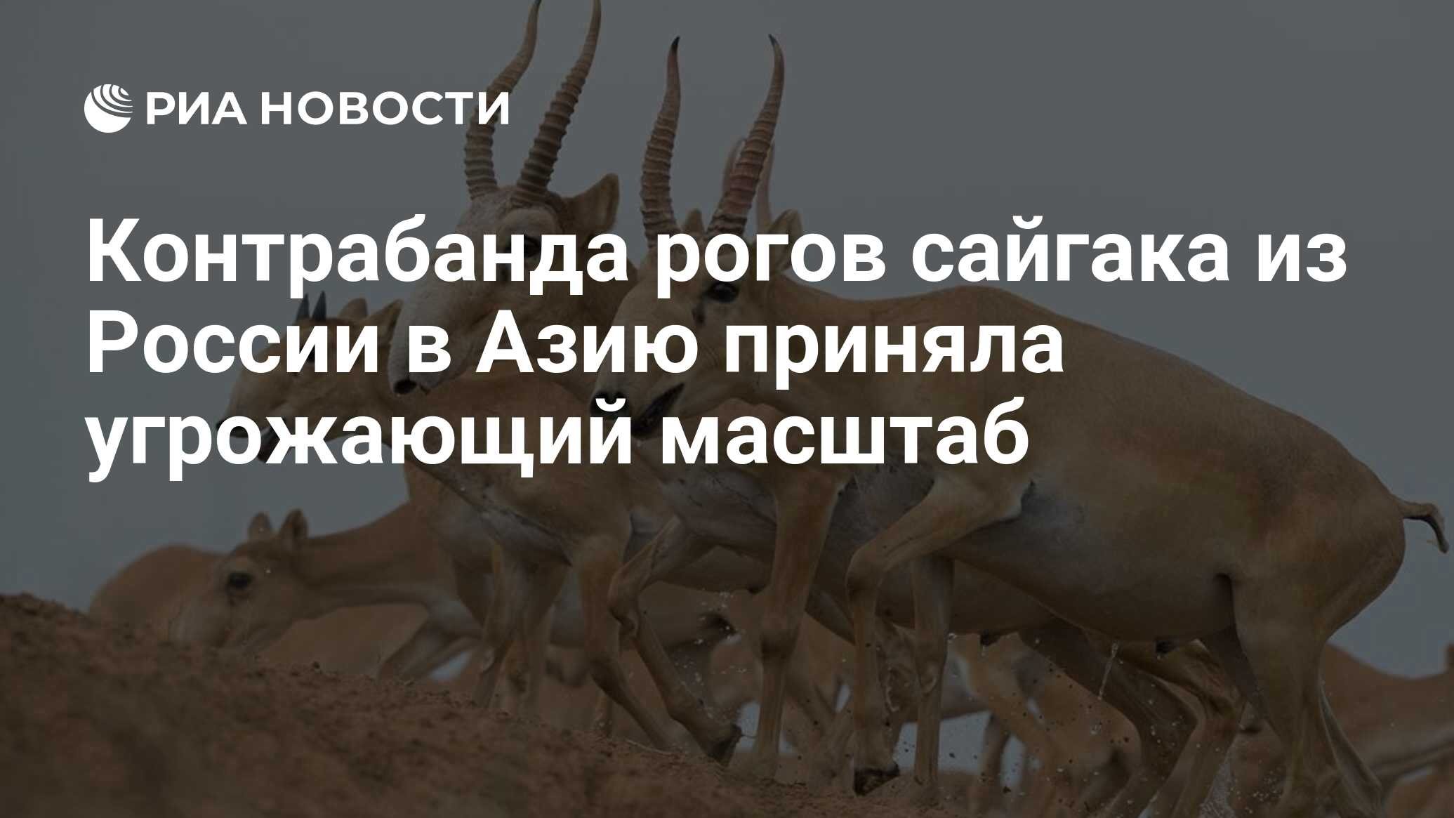 Контрабанда рогов сайгака из России в Азию приняла угрожающий масштаб - РИА  Новости, 17.01.2020