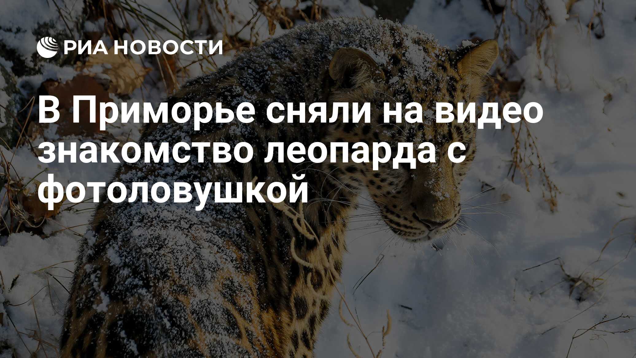 В Приморье сняли на видео знакомство леопарда с фотоловушкой - РИА Новости,  17.01.2020