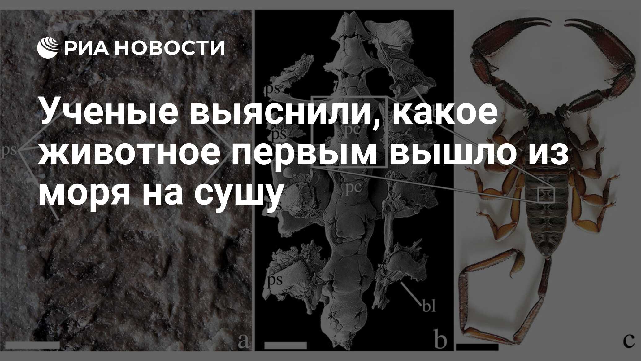 Ученые выяснили, какое животное первым вышло из моря на сушу - РИА Новости,  17.01.2020