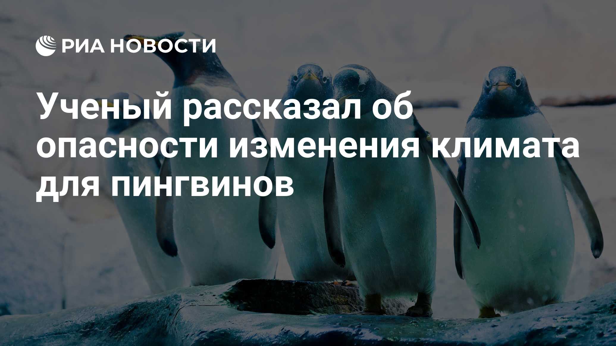 Ученый рассказал об опасности изменения климата для пингвинов - РИА  Новости, 20.01.2020