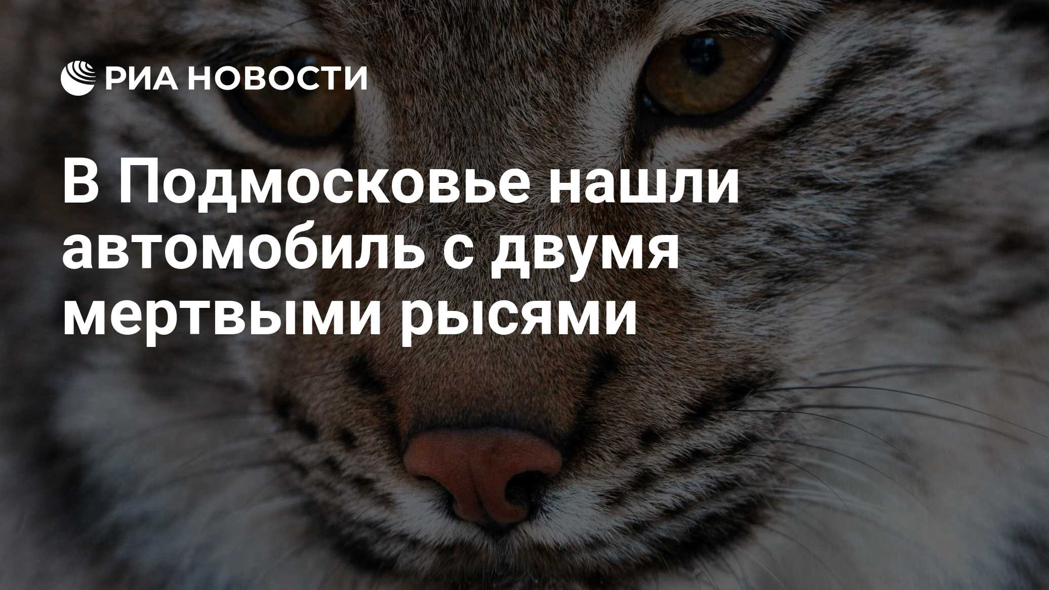 В Подмосковье нашли автомобиль с двумя мертвыми рысями - РИА Новости,  21.01.2020