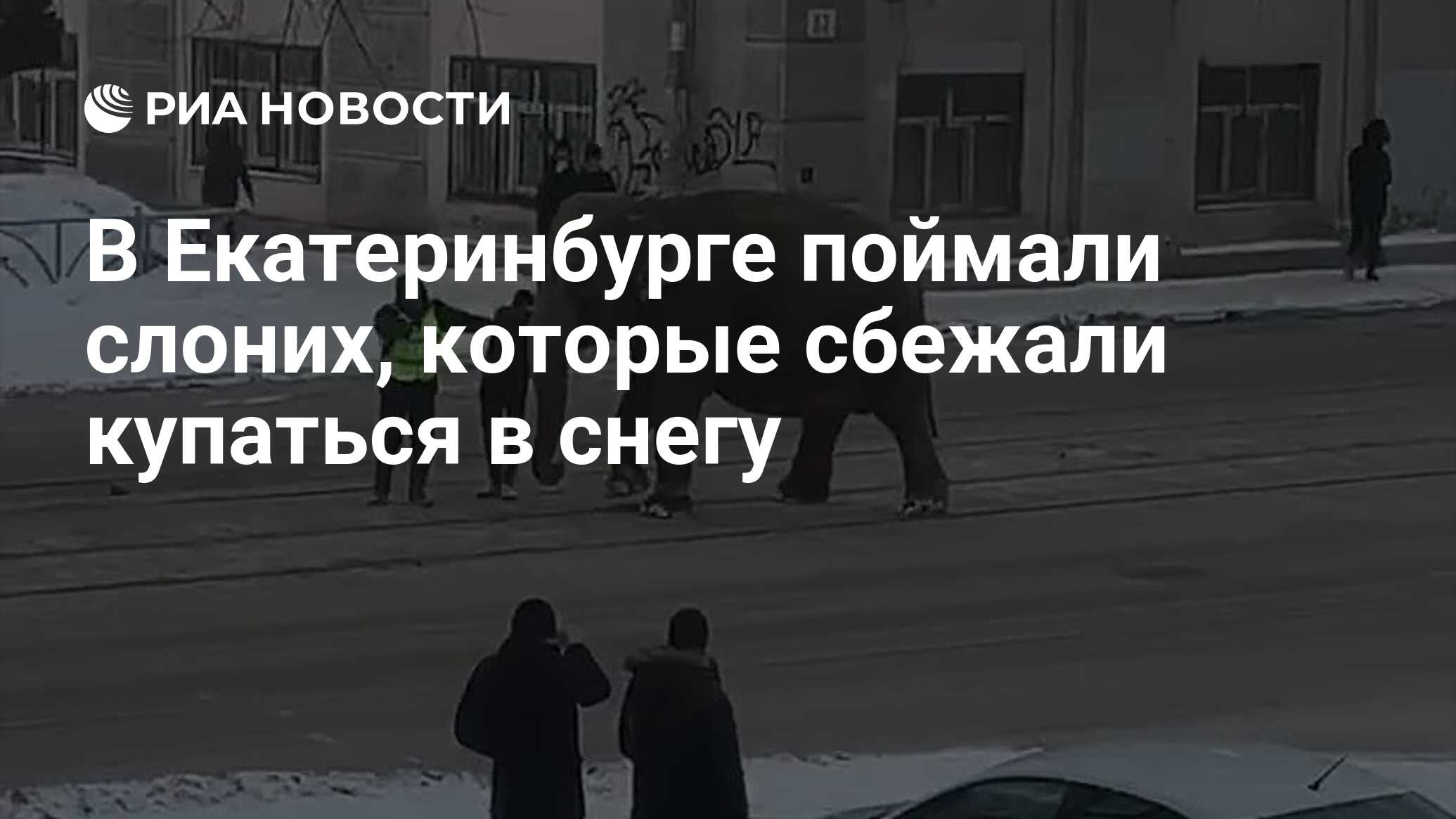 В Екатеринбурге поймали слоних, которые сбежали купаться в снегу - РИА  Новости, 23.01.2020