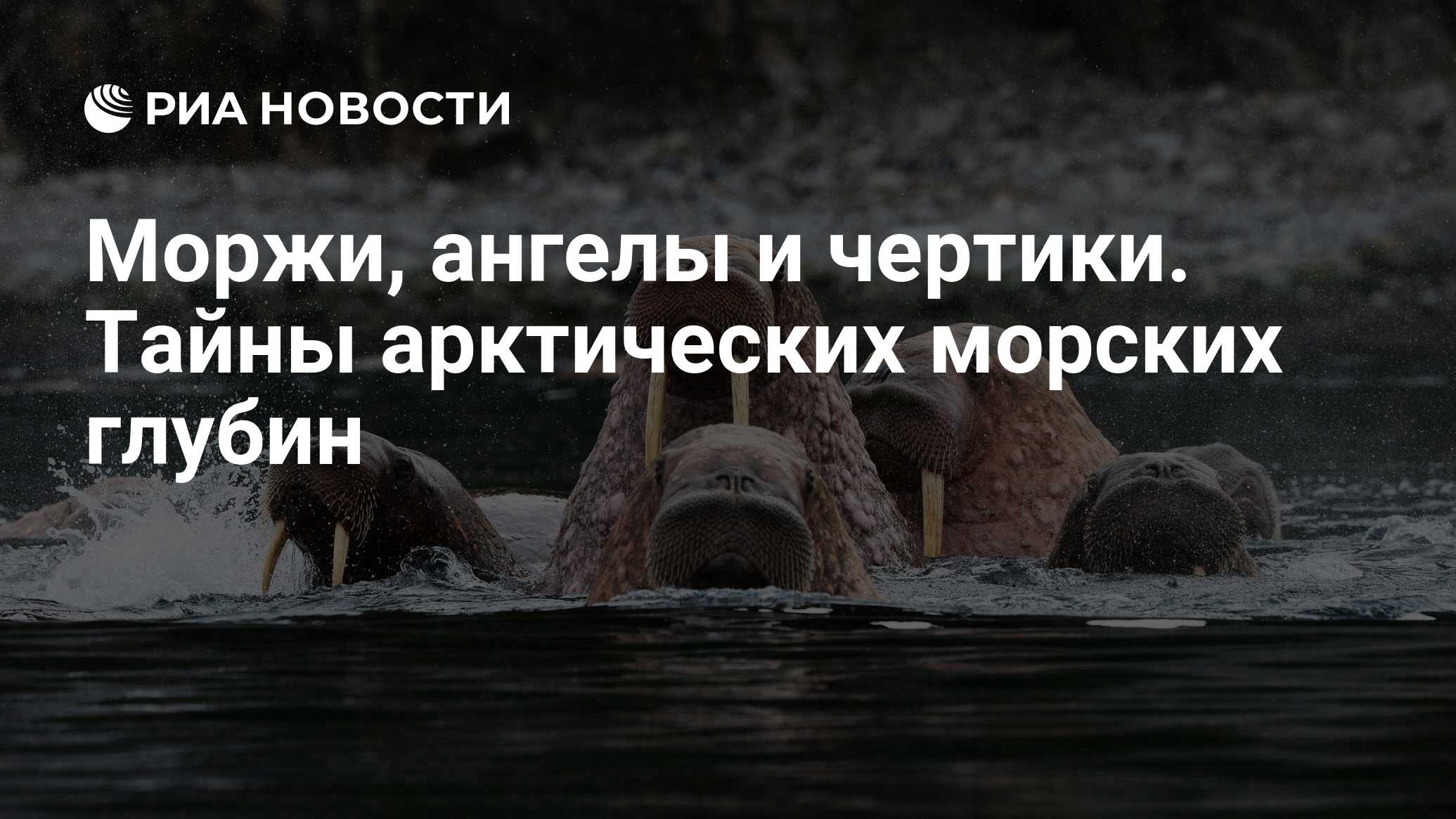 Стихи на день моржа