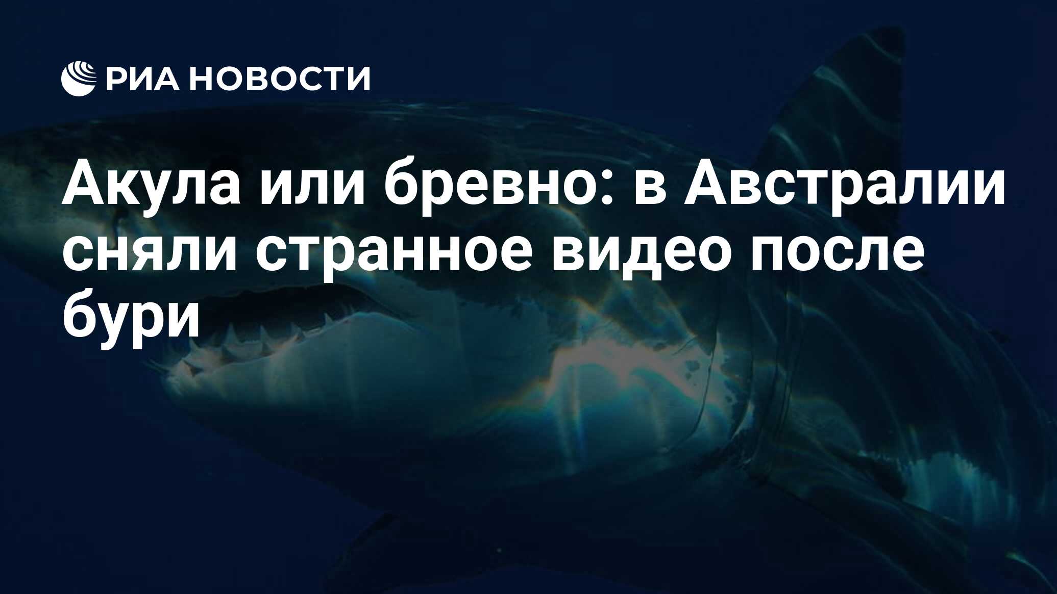 Акула или бревно: в Австралии сняли странное видео после бури - РИА  Новости, 11.02.2020