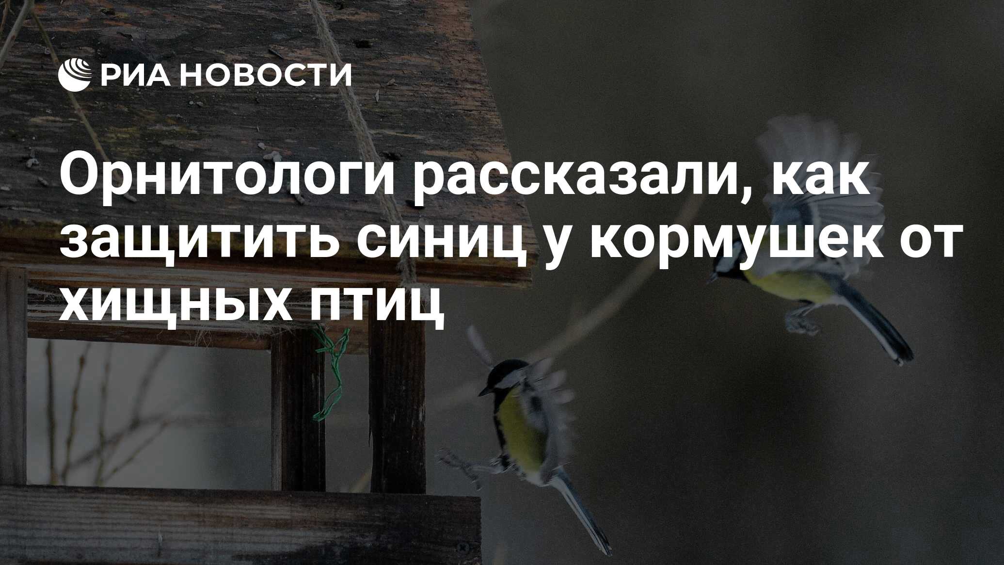 Орнитологи рассказали, как защитить синиц у кормушек от хищных птиц - РИА  Новости, 10.02.2020