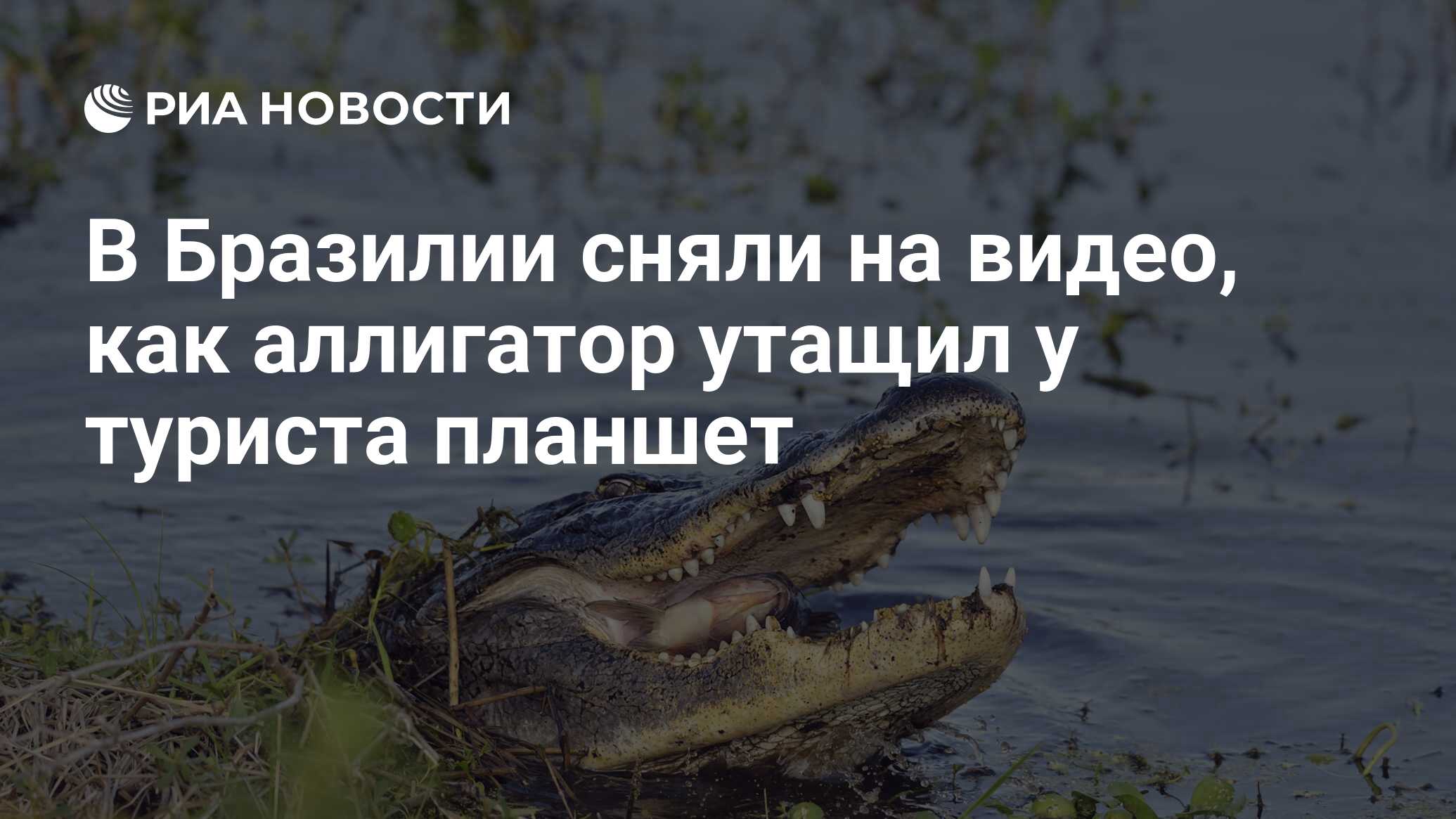 В Бразилии сняли на видео, как аллигатор утащил у туриста планшет - РИА  Новости, 11.02.2020