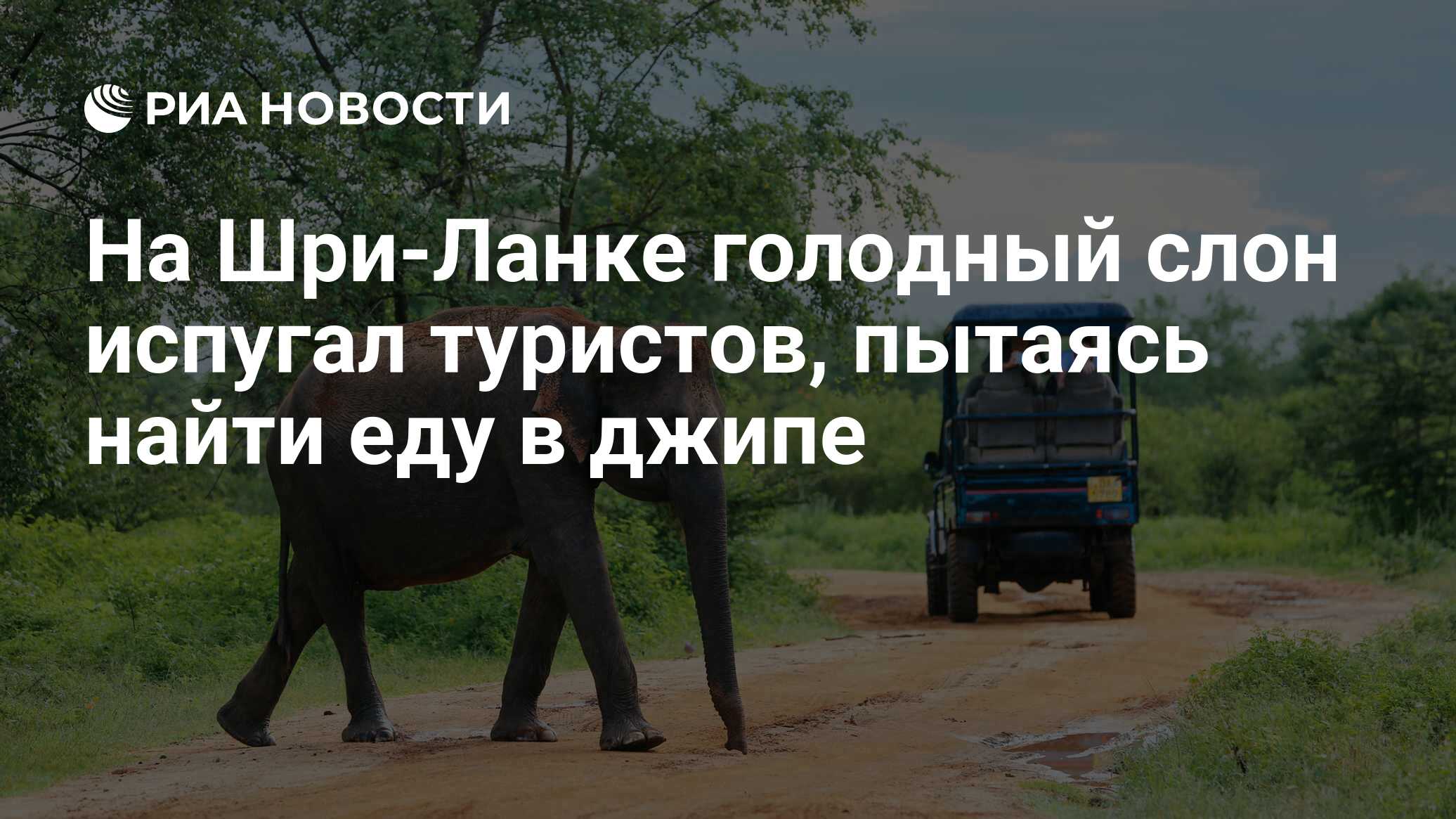 На Шри-Ланке голодный слон испугал туристов, пытаясь найти еду в джипе -  РИА Новости, 12.02.2020