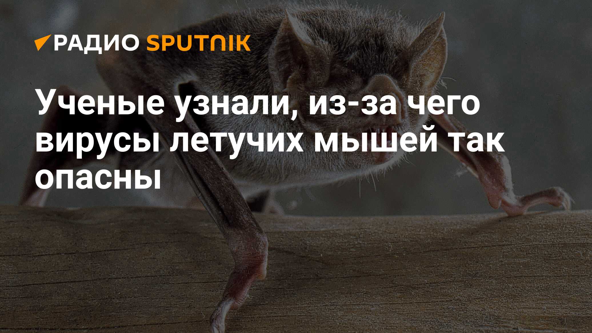 Ученые узнали, из-за чего вирусы летучих мышей так опасны - Радио Sputnik,  11.02.2020